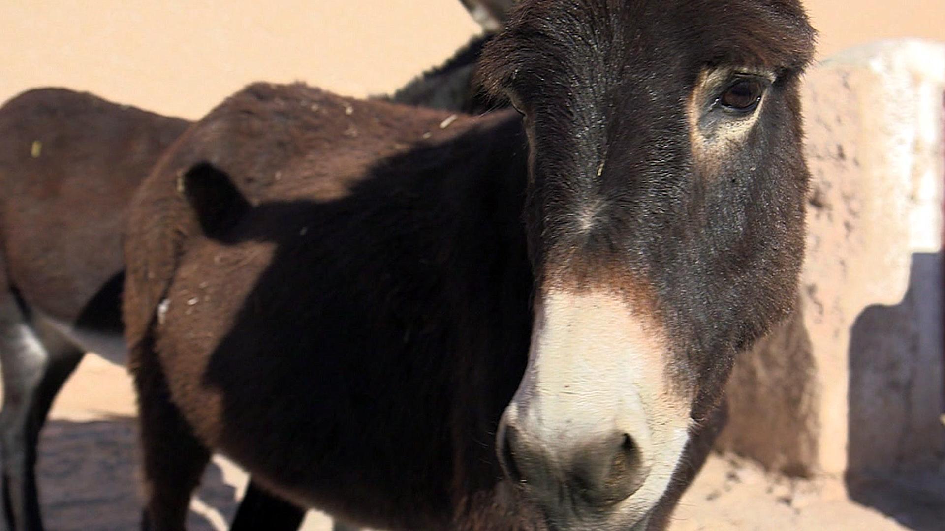 A donkey at the Jarjeer Donkey Refuge, Morocco