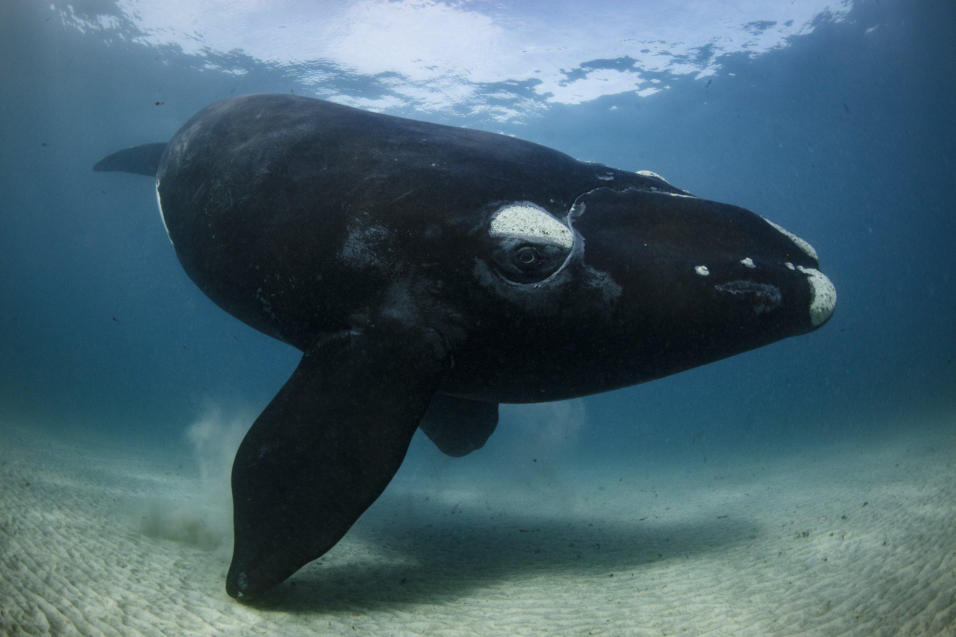 Side profile of a whale gazing into camera