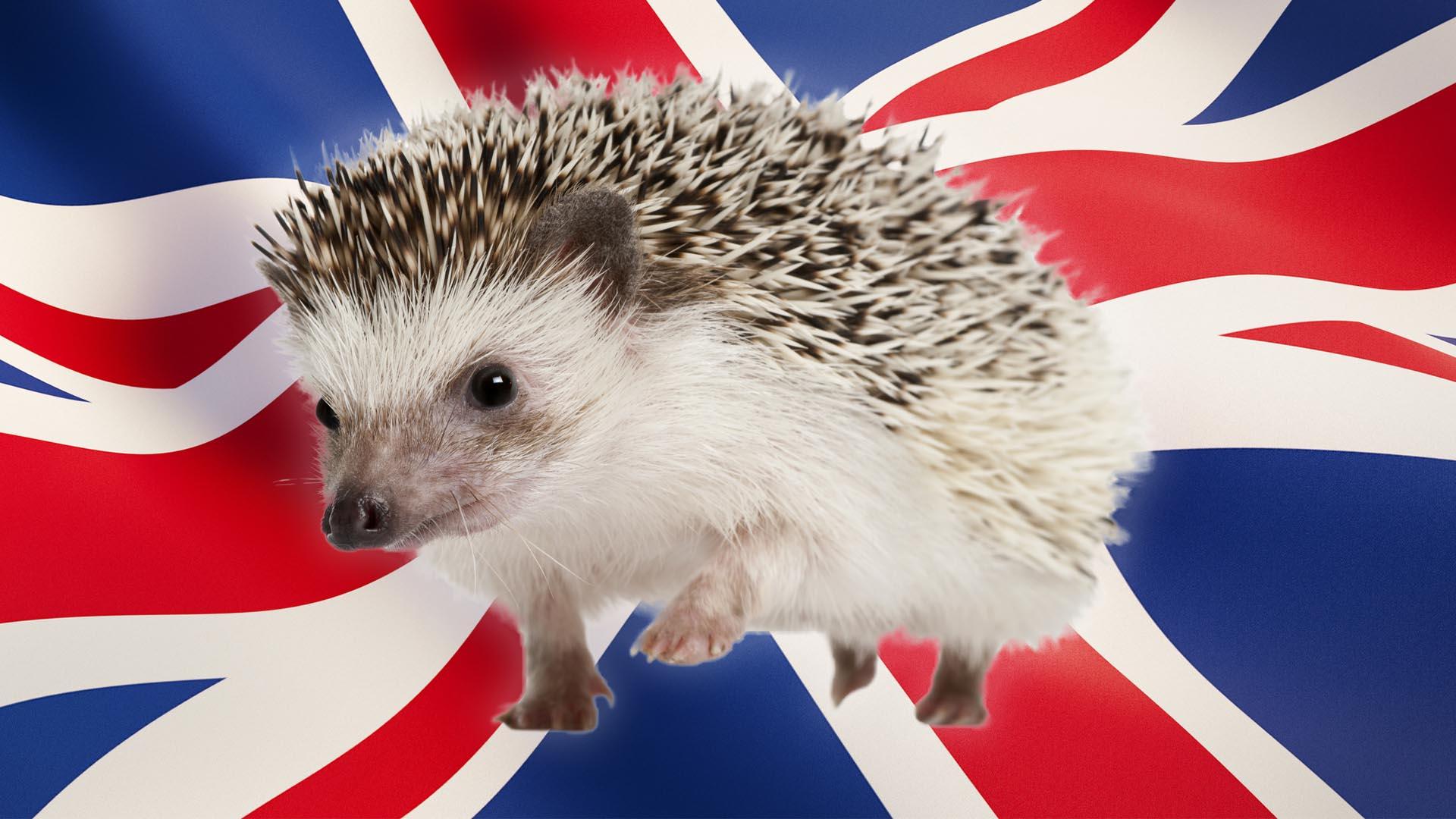 Hedgehog-on-Union-Jack.