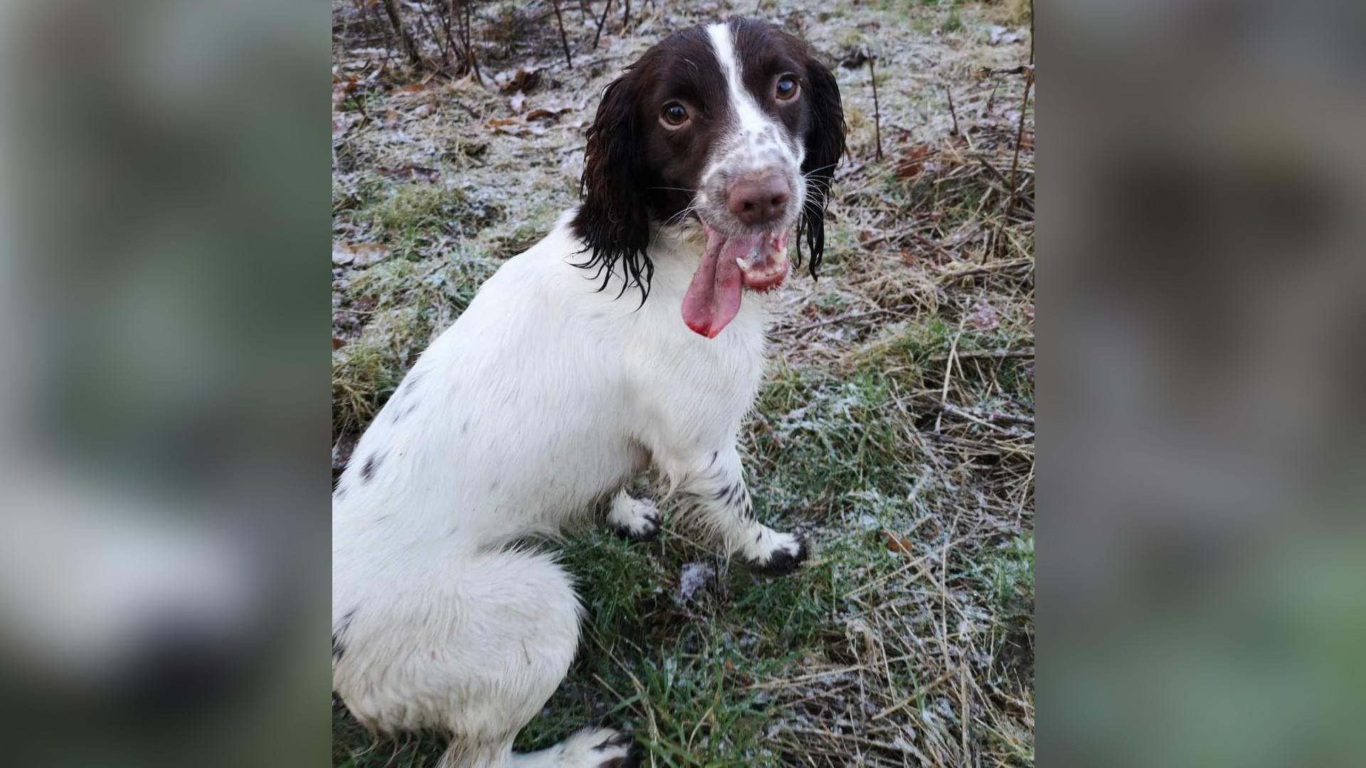 Isla the spring spaniel