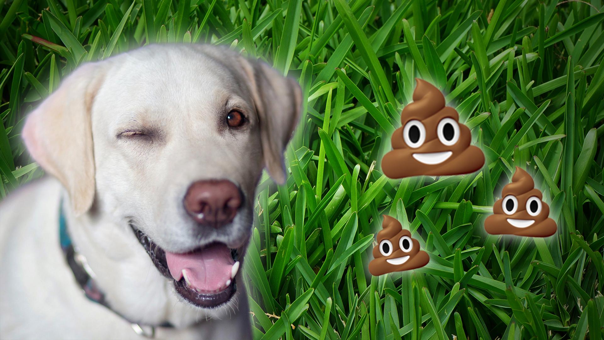 dog winking and poo emojis