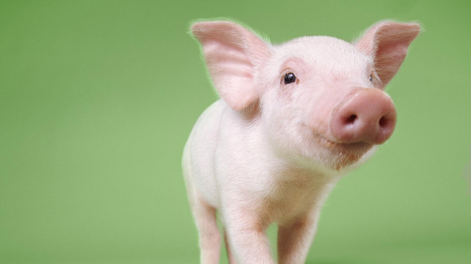 Smiling piglet looking at the camera