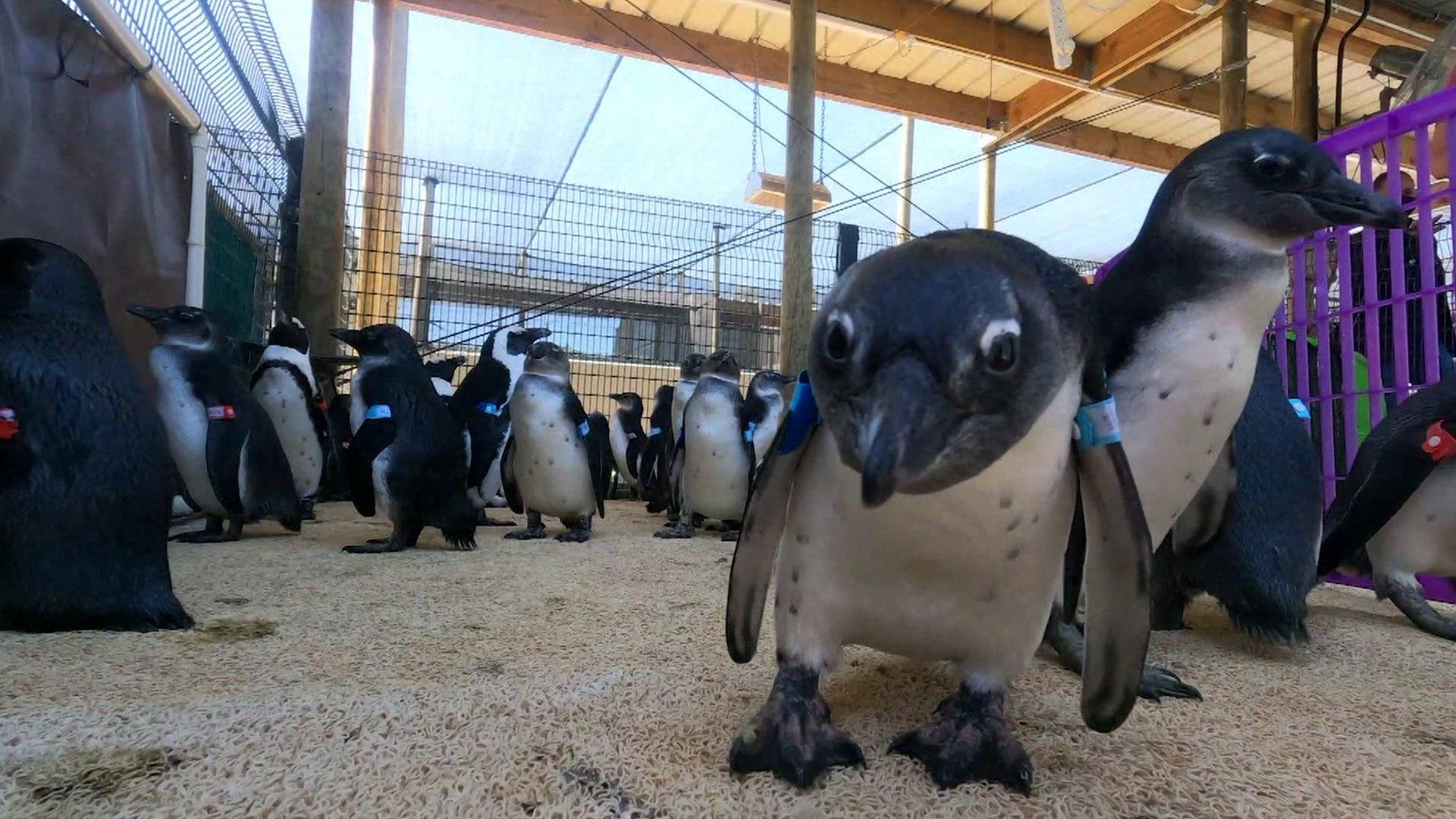 Cape penguins arriving at the clinic