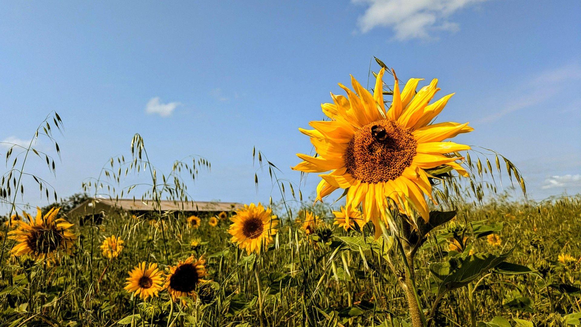 Sunflowers in a field, blue skies above in Lancashire on Sunday.