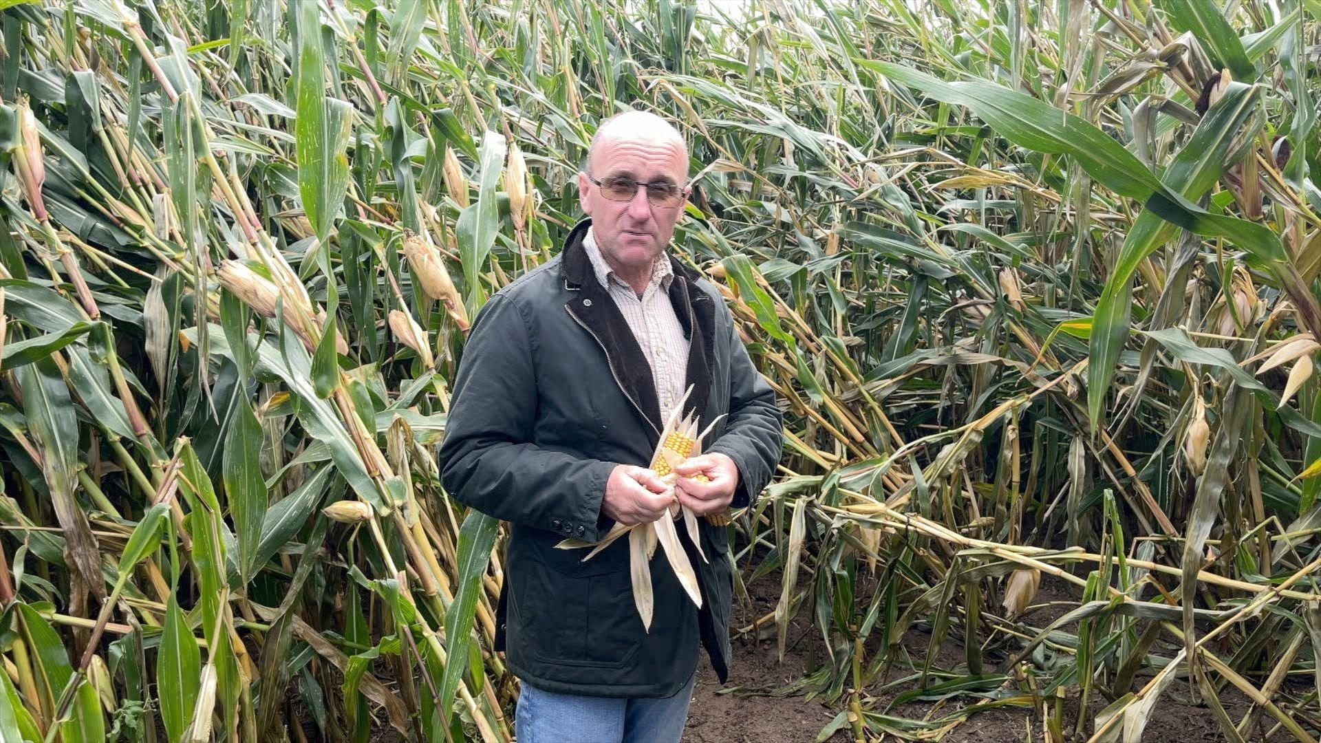 A man with glasses in a dark grey jacket and blue jeans stands in a field of maize.