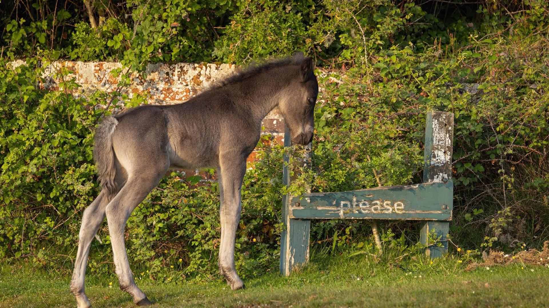 A young foal stands by a broken sign on which the word please can be seen.