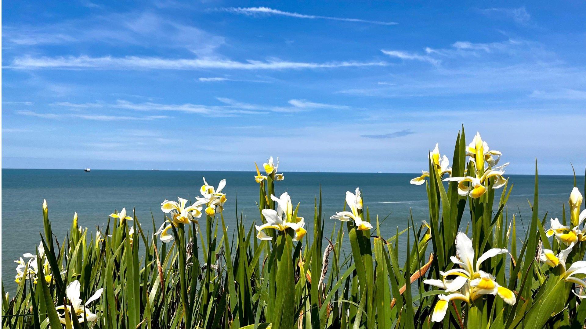 Spring flowers shooting up alongside the coast with blue sky and wispy cloud above 