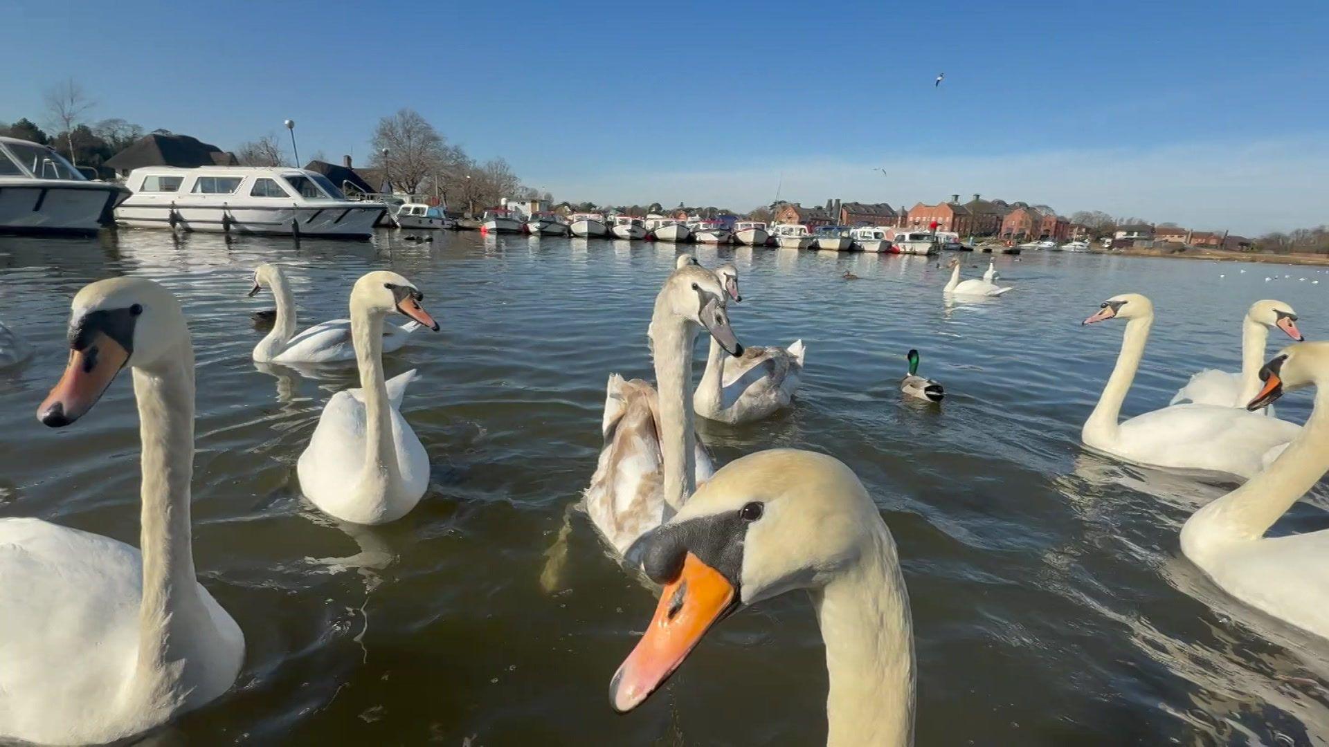 Swans are pictured swimming on water at Oulton Broad. 