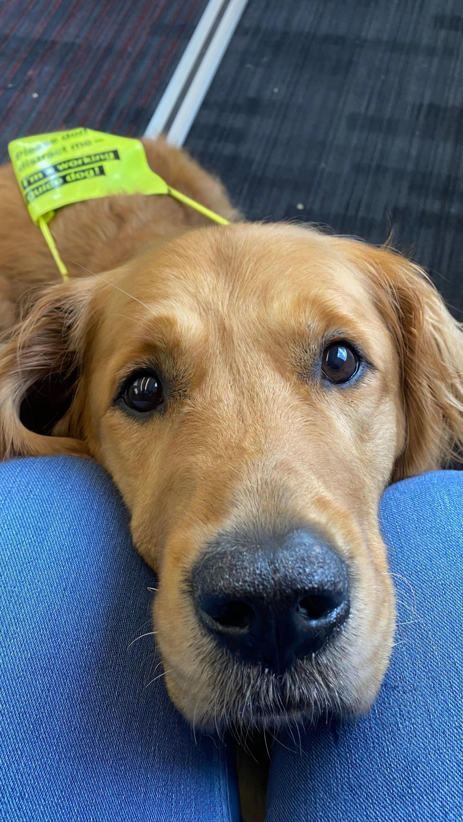 Dog with his head on a lap