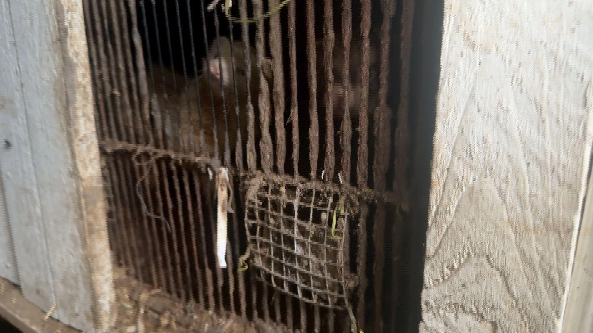 Ferrets in a cage