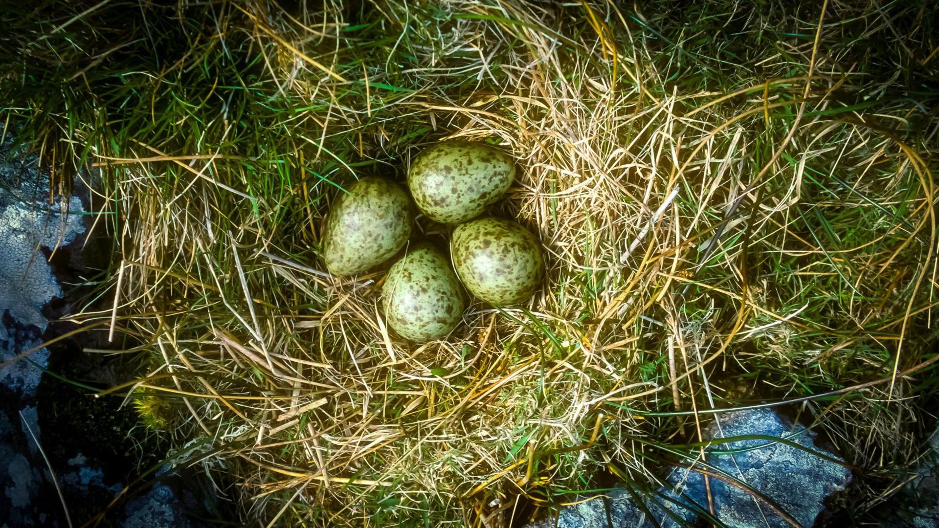 Four mottled, greenish eggs, on a grassy nest surrounded by rocks