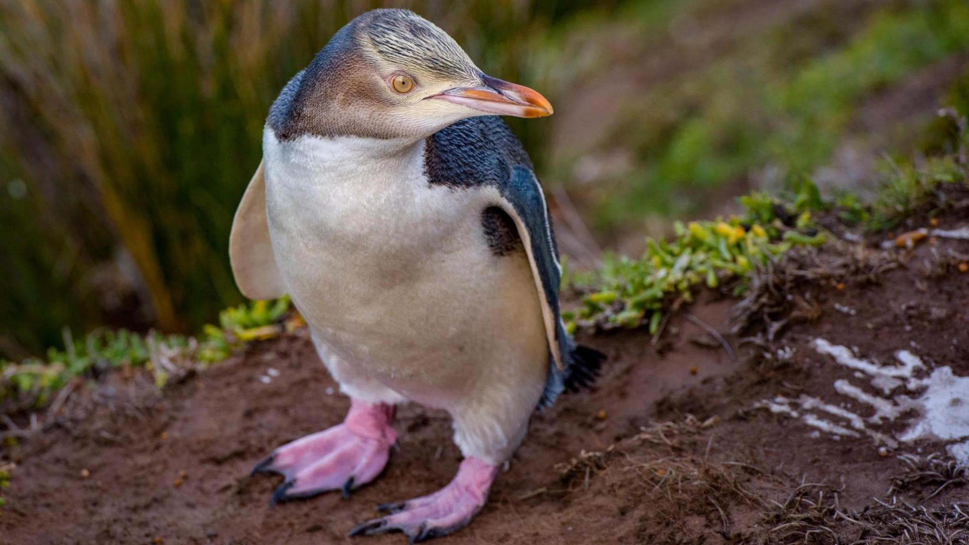 a hoiho penguin in the mud