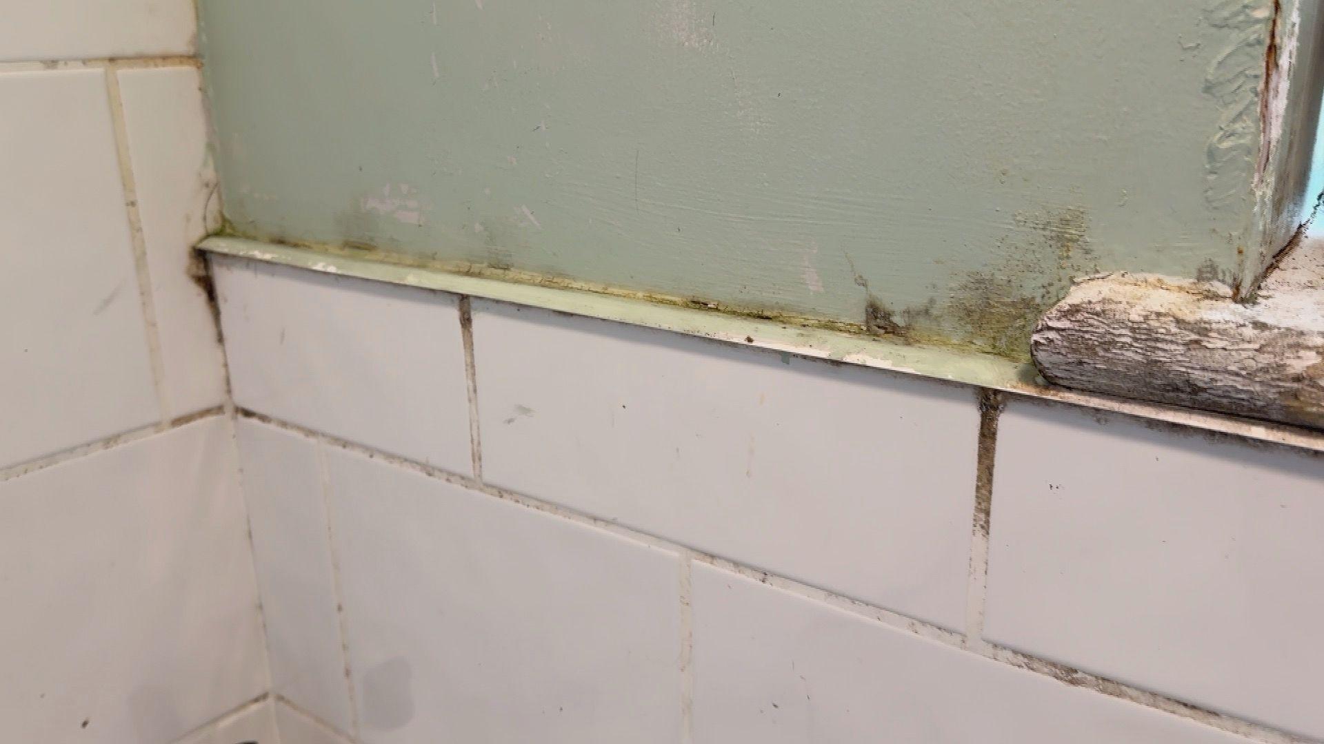 A green wall with algae growing on the skirting board. 