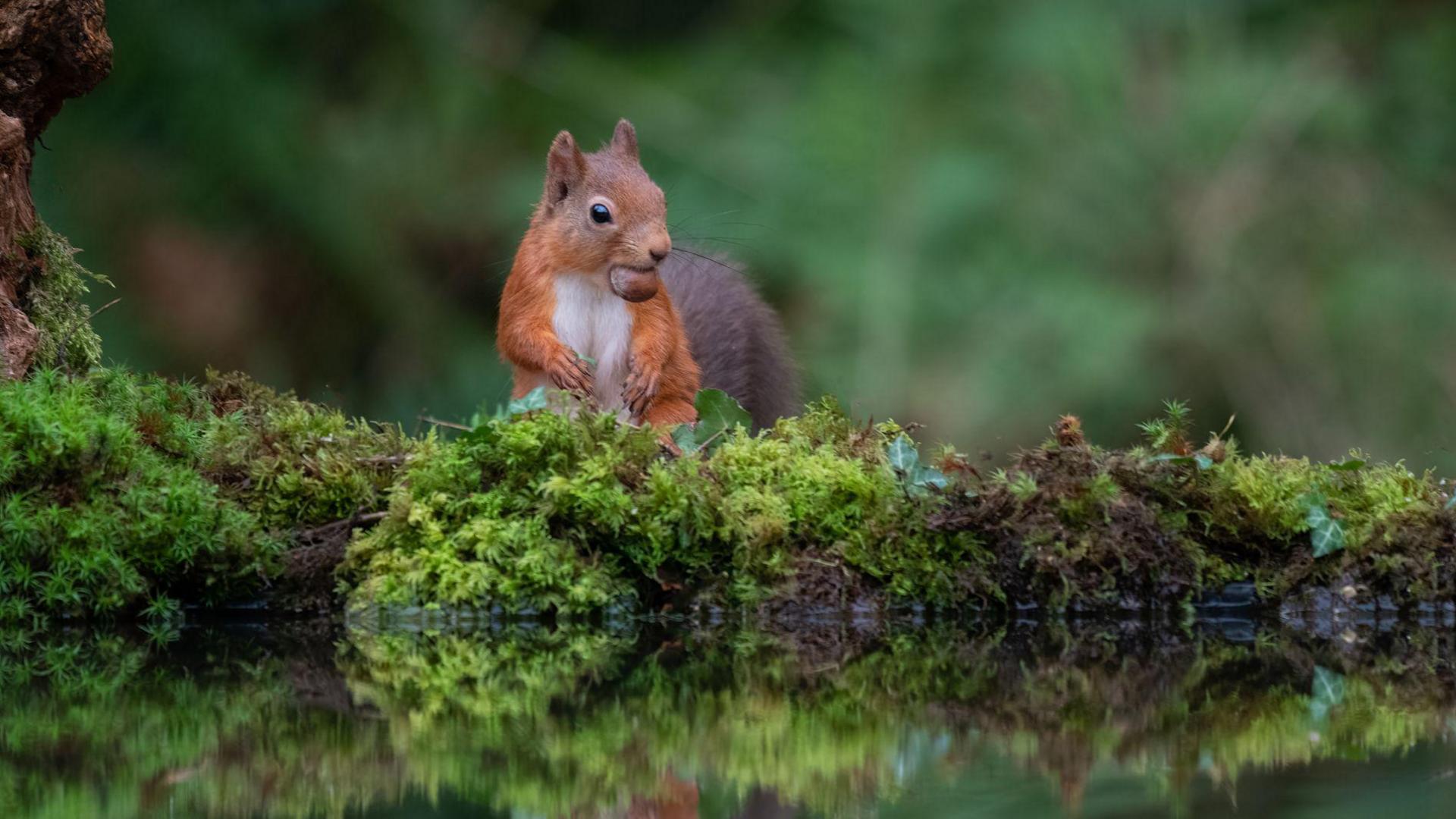 red squirrel eating a nut on some moss
