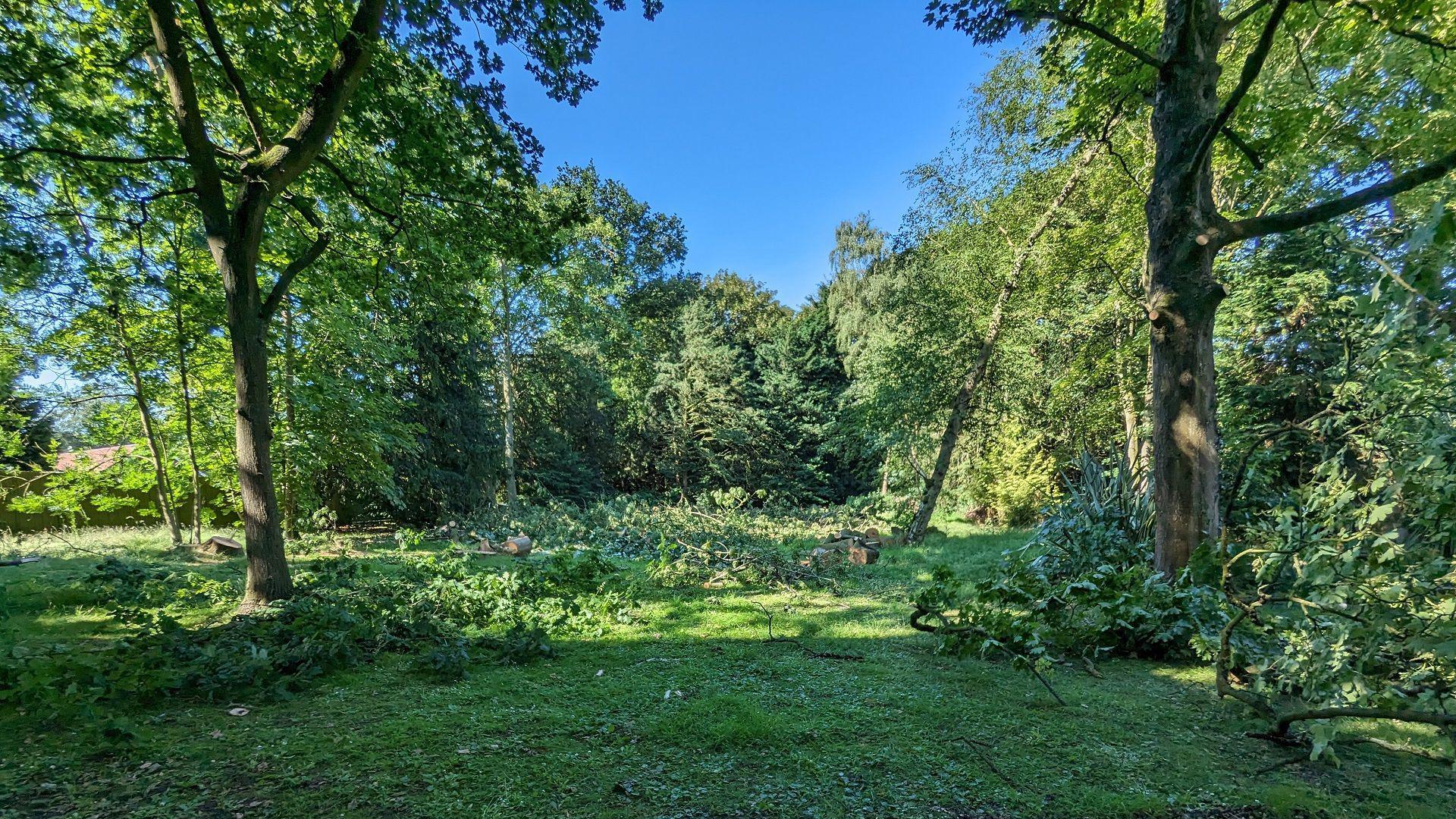 felled trees