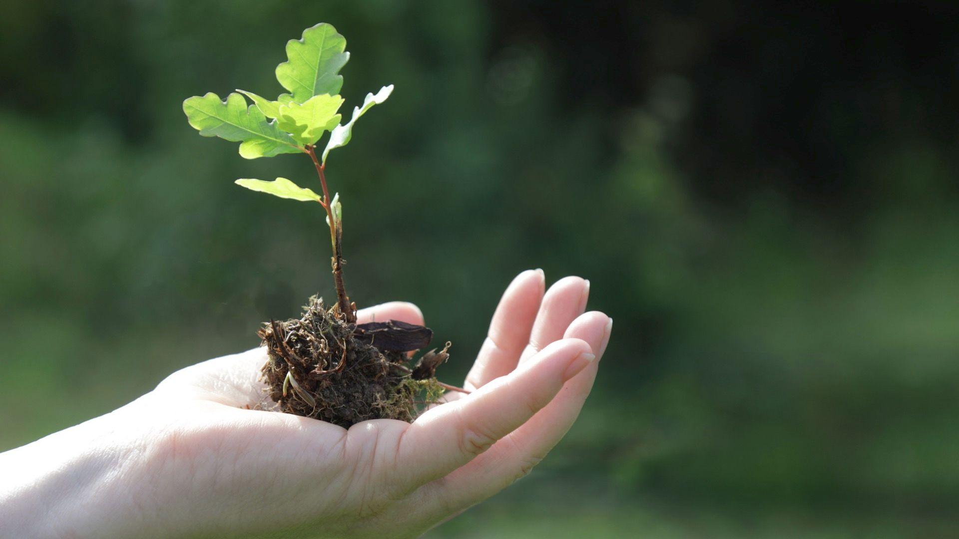 Oak sapling being held in a hand.