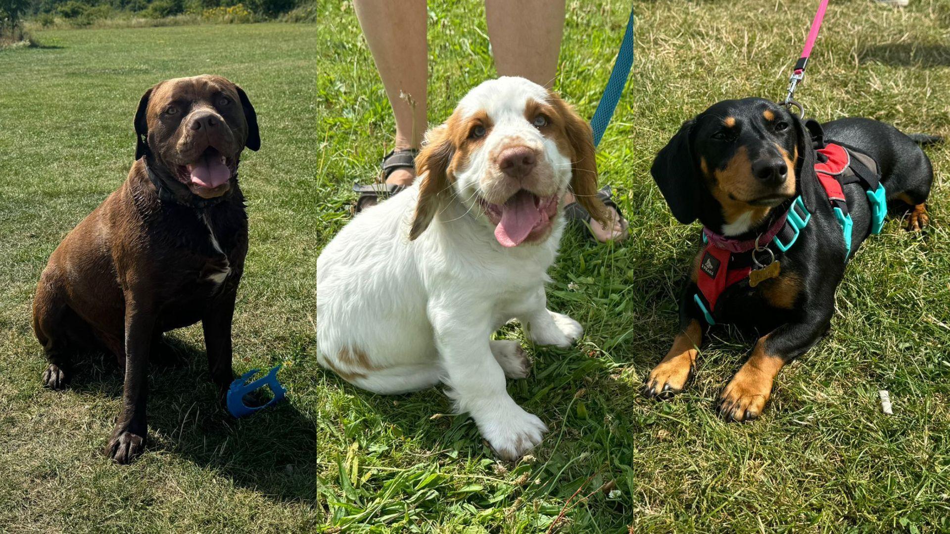 A collage of three dogs sitting on grass