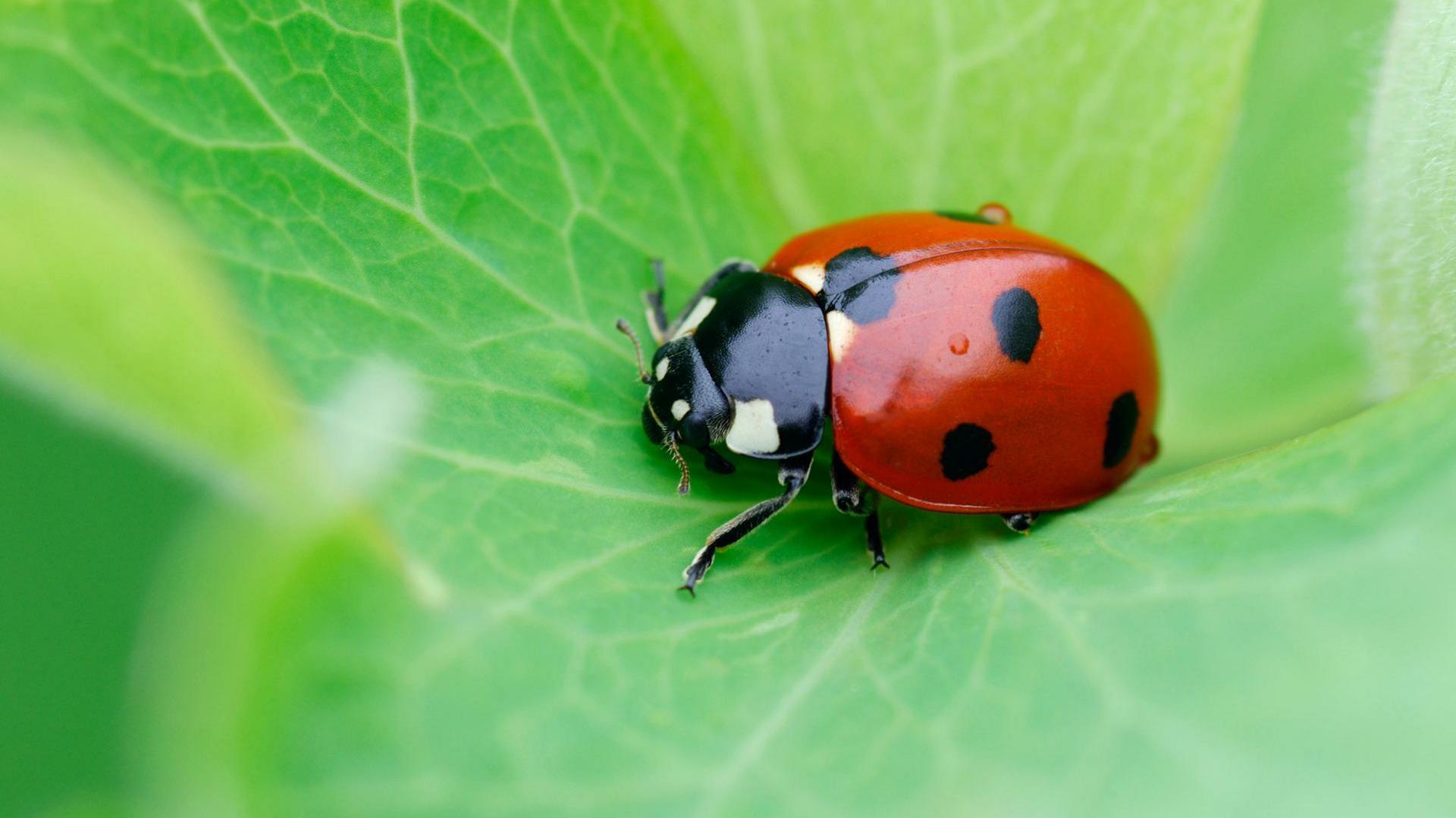 a red ladybird with black spots sitting on a green leaf