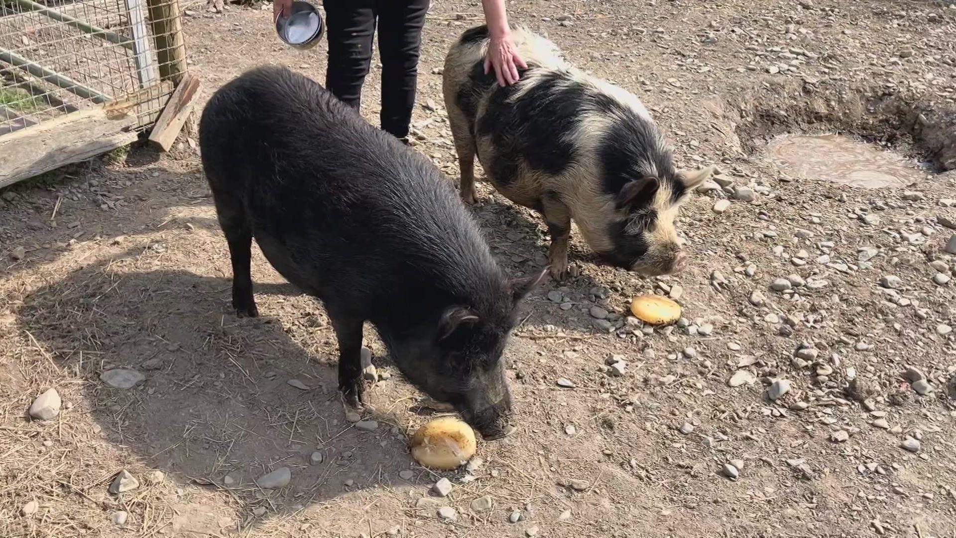Moch yn yr Animalarium yn Borth