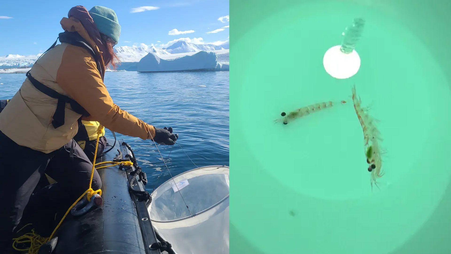 a female scientist fishing for krill in the antarctic on a boat using a net