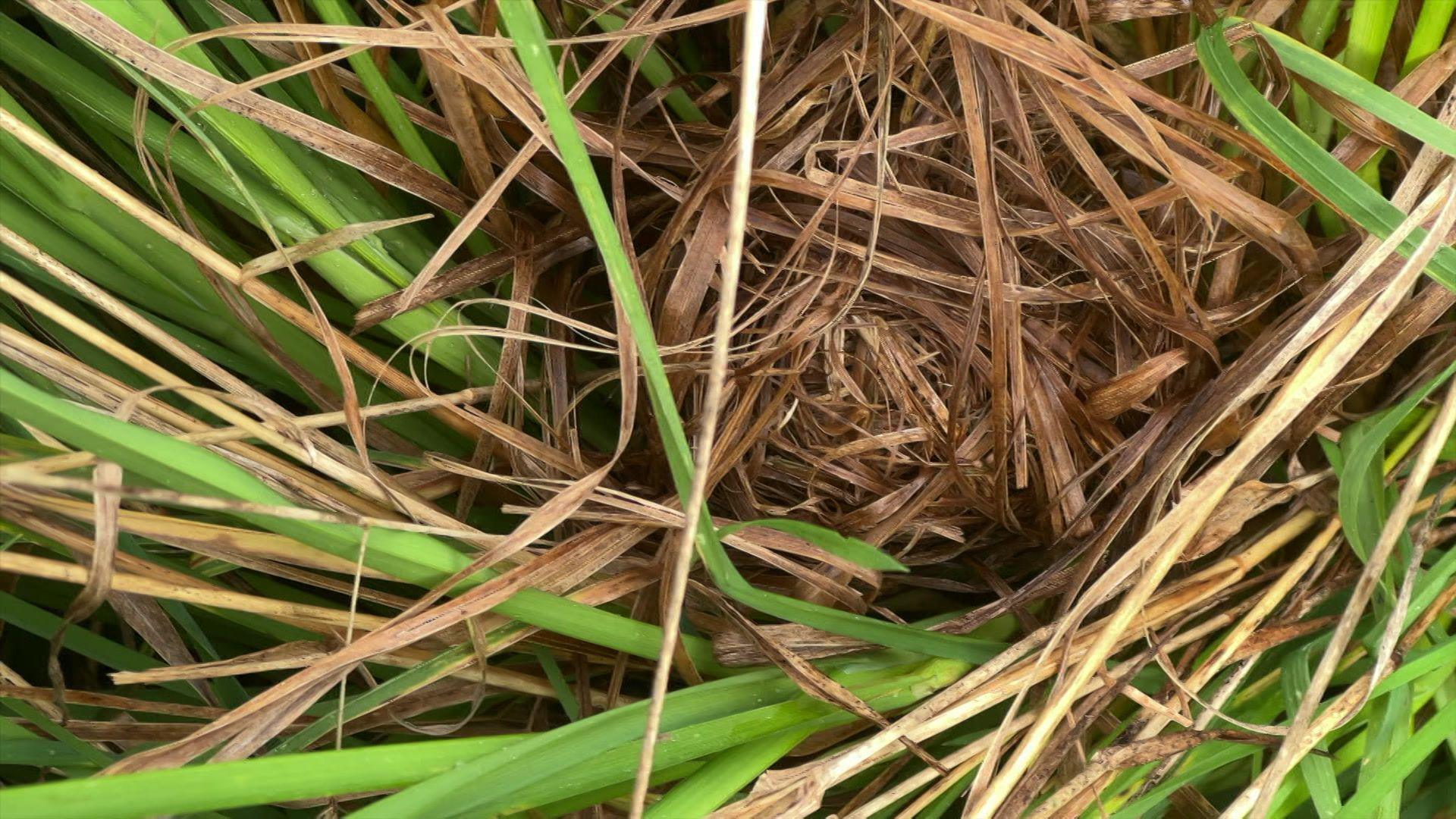 A view of a harvest mice nest amongst grassland. The nest is created with hay and straw.