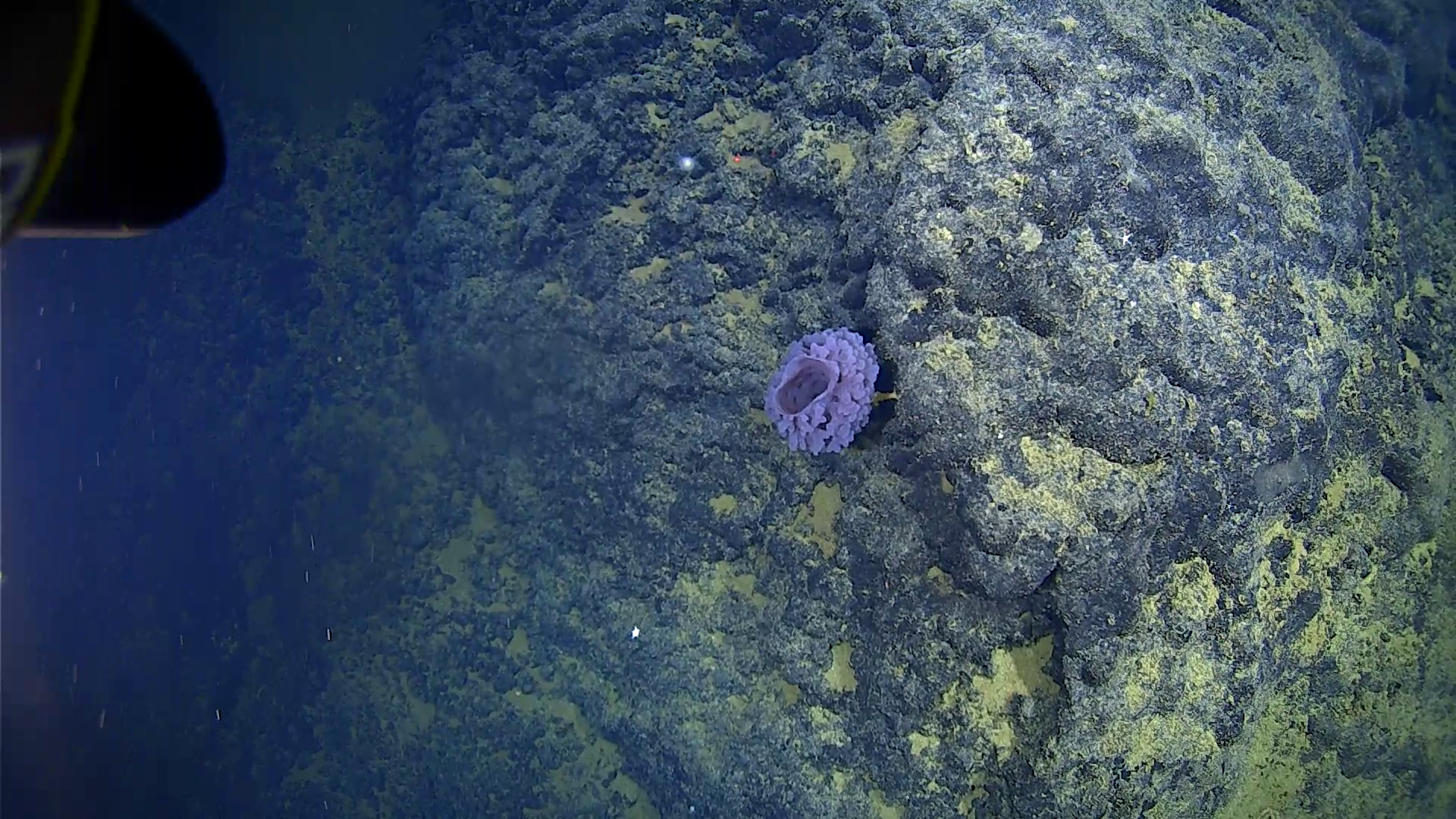 A sponge attached to basalt rocks