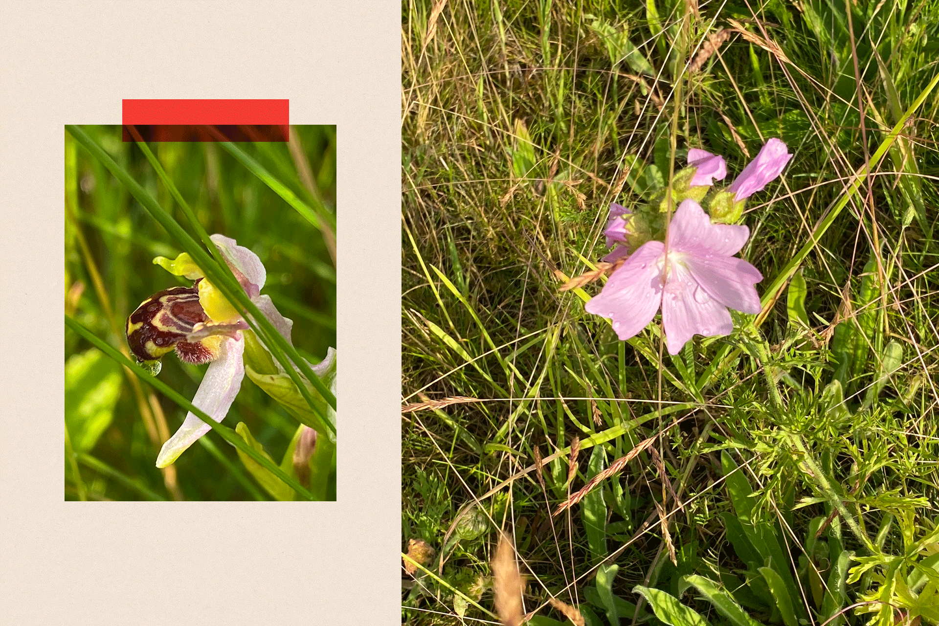 A dual image showing a bee orchid and a mallow plant