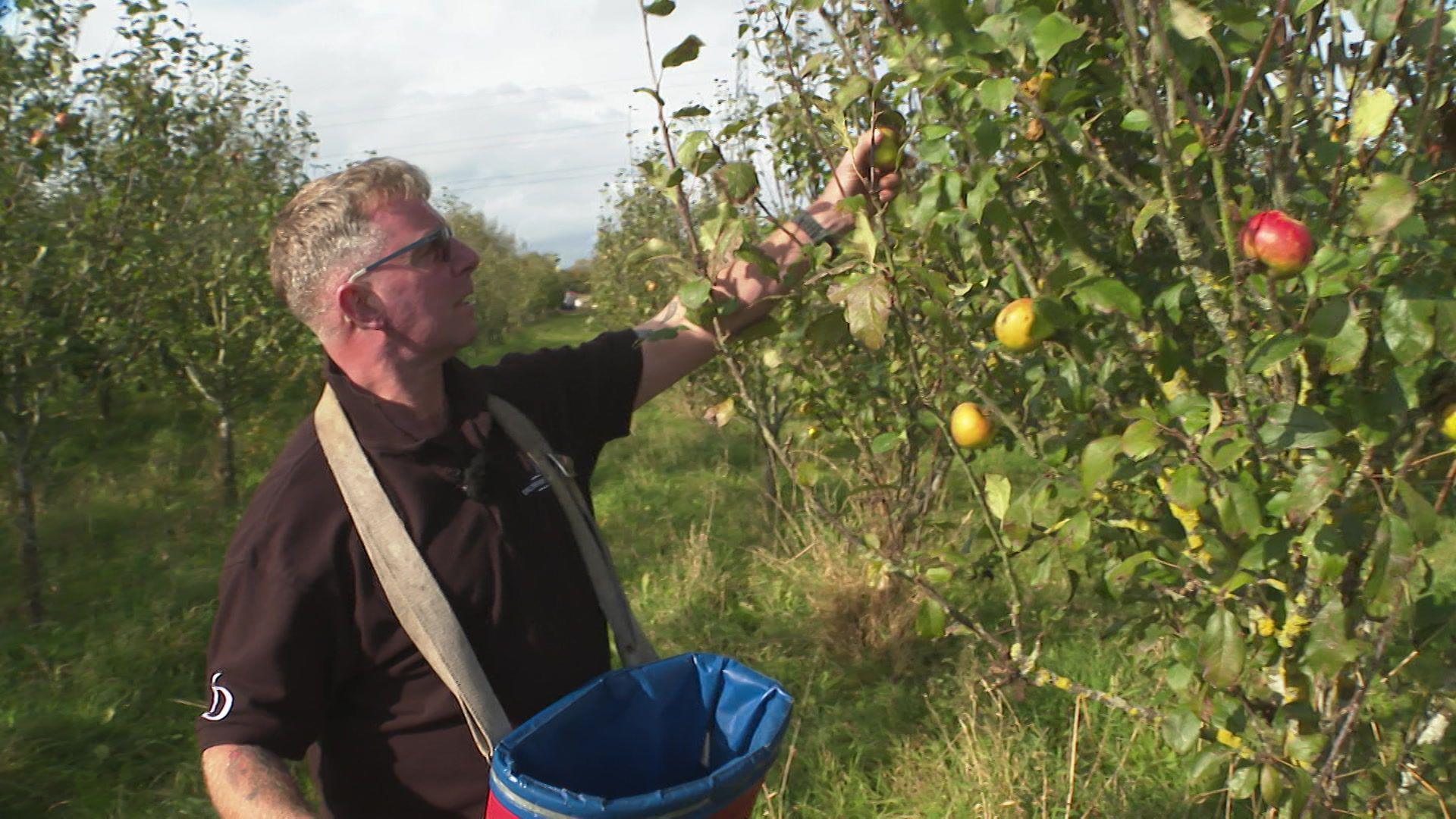 Chris Hewitt picking apples from a tree in his orchard