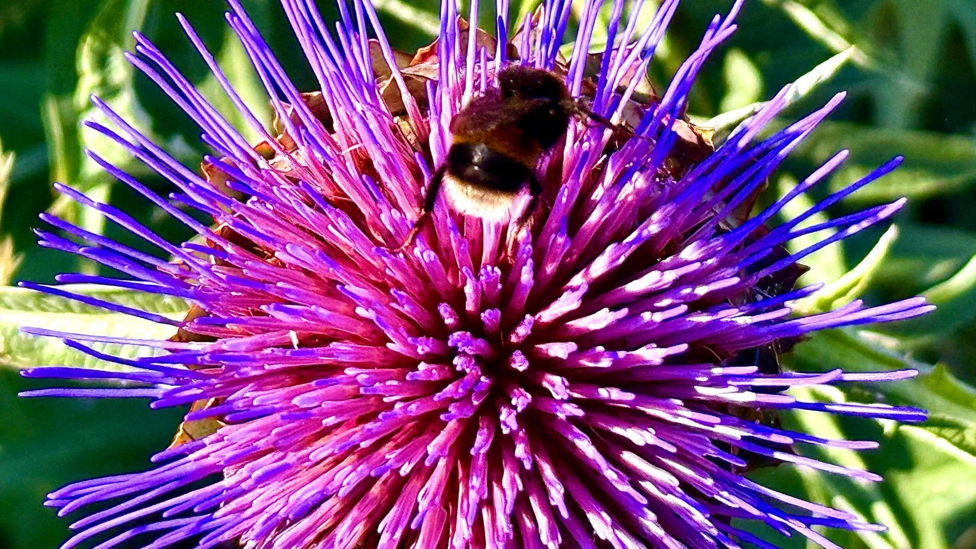 A bright purple flower with a bumble bee in it. 
