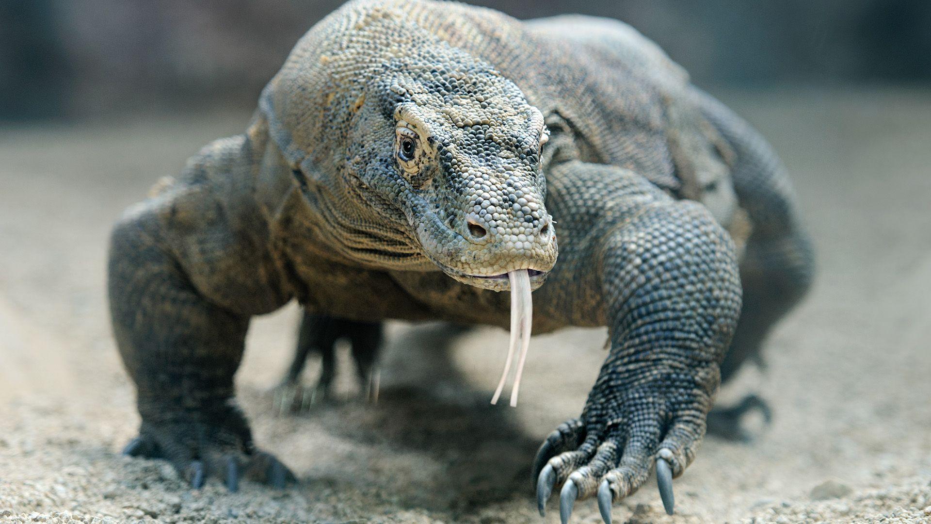 Komodo Dragon with tongue out walking on sand