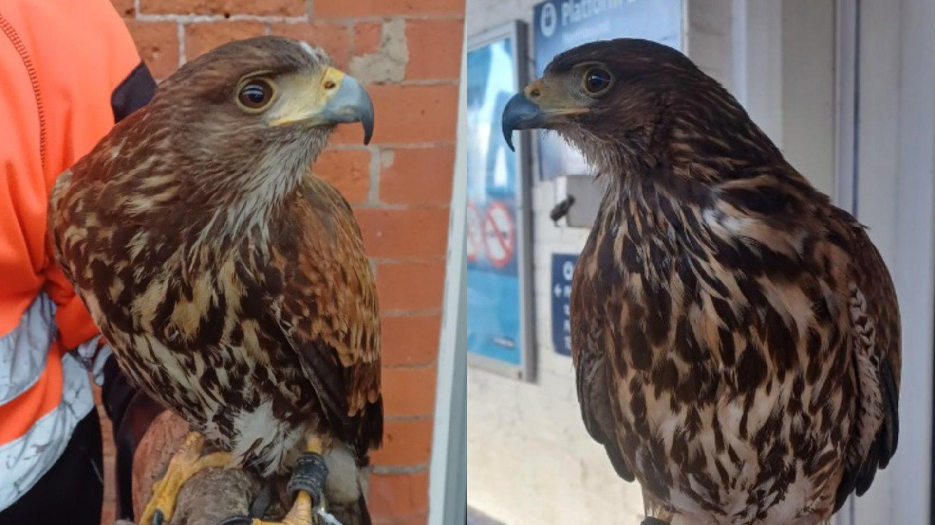 An image of two Harris hawks. The birds are brown in colour with yellow and black beaks. 