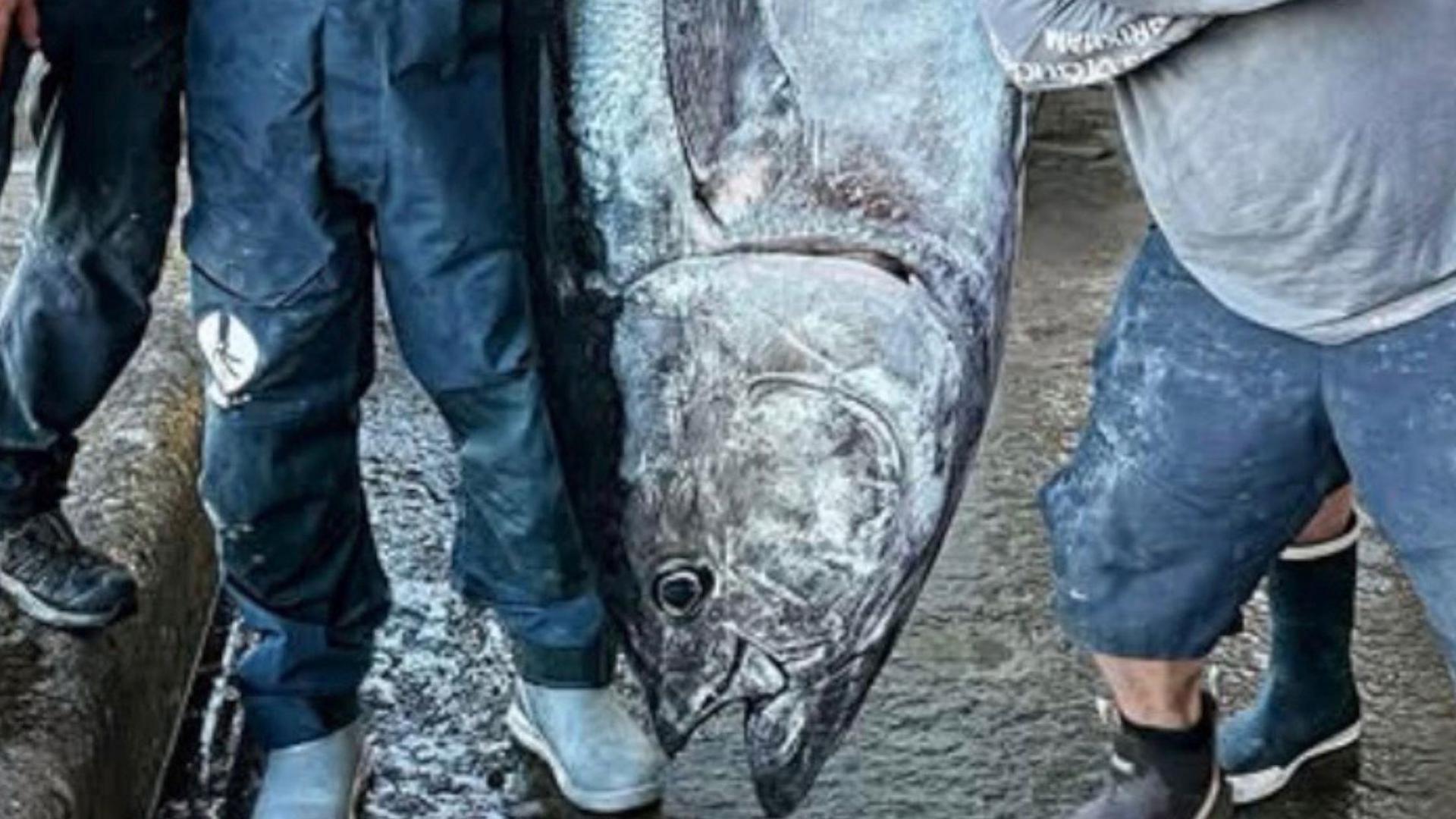 A close up of a bluefin tuna from the side, it's mouth is open. There are legs of the fisherman, they are wearing welly boots and trousers. The ground is grey and wet.