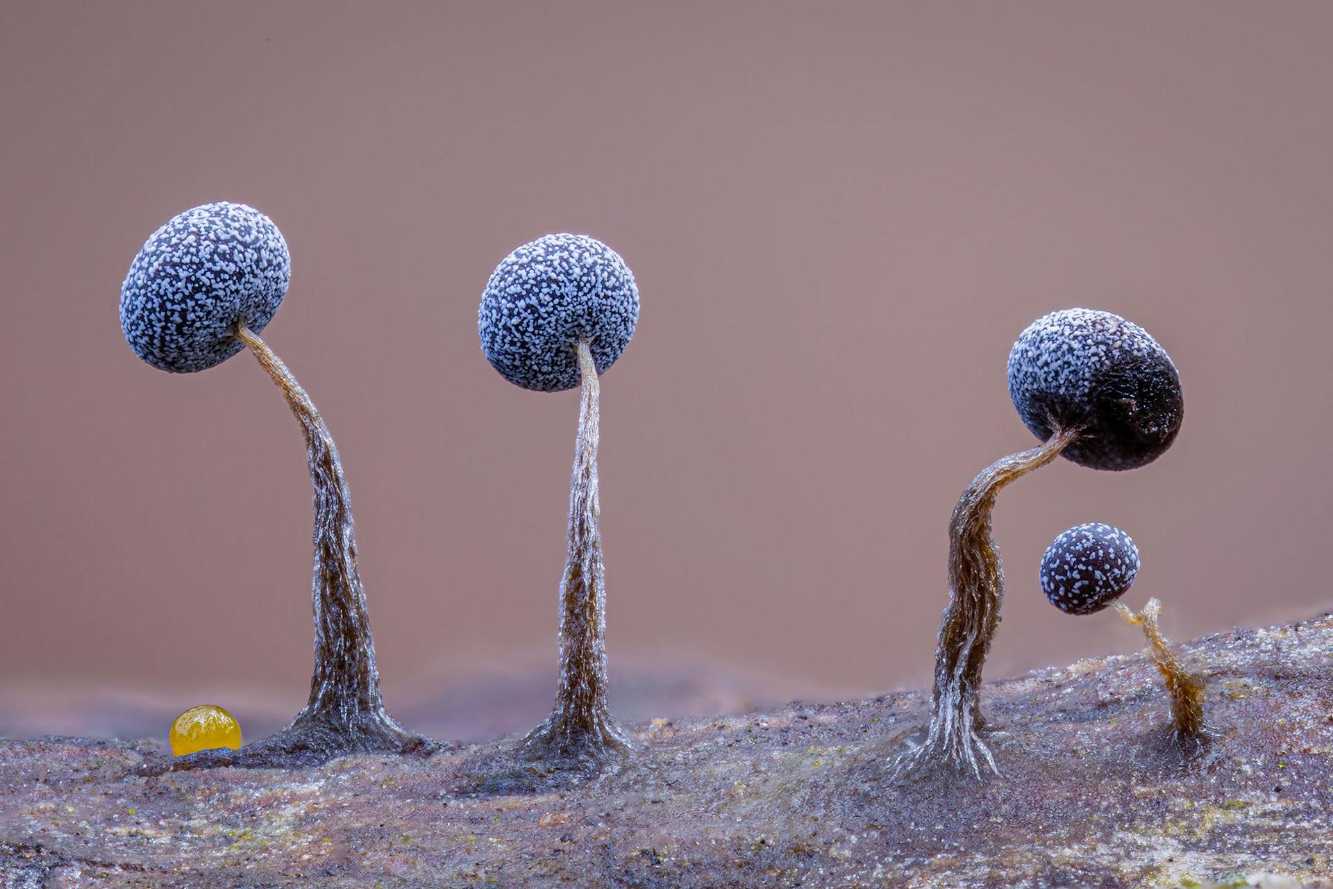 Tiny, spherical slime moulds line a mossy fallen log, resembling a row of miniature marbles. A yellow insect egg rests among them.