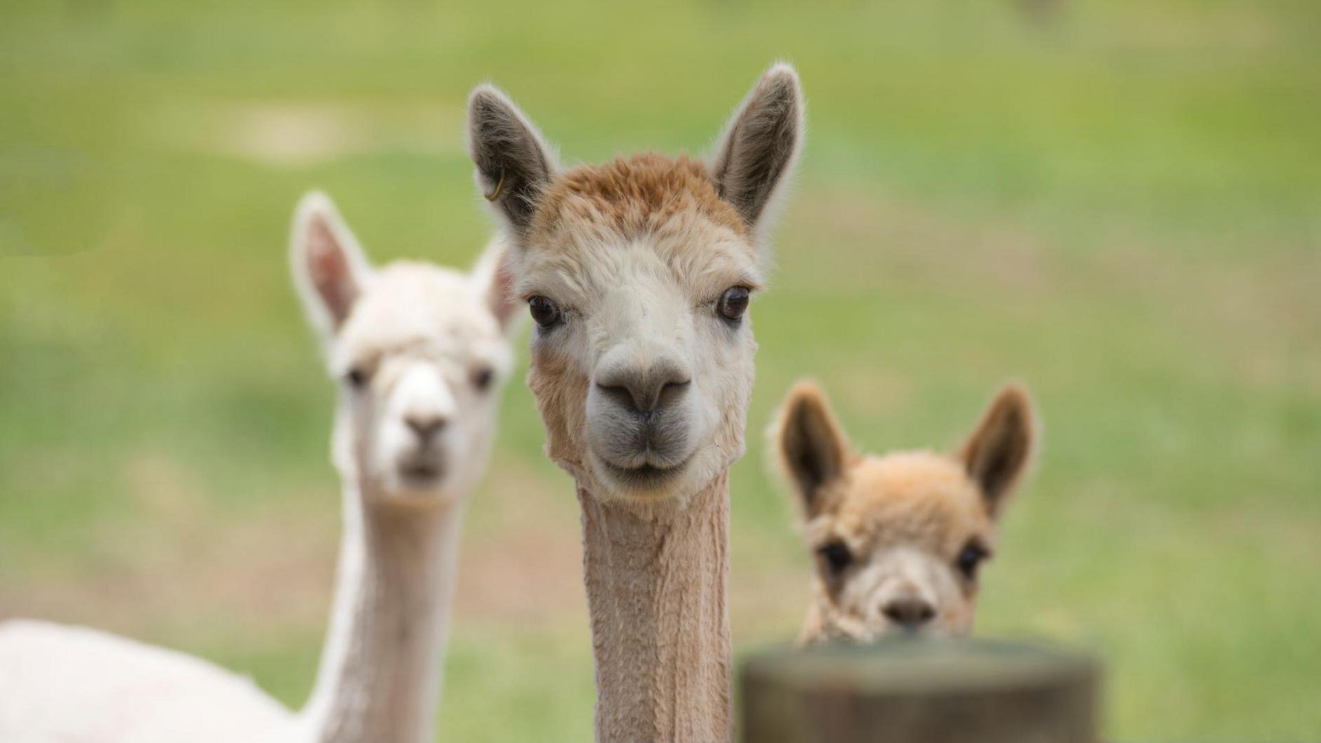 A stock image of three alpacas looking directly at the camera.