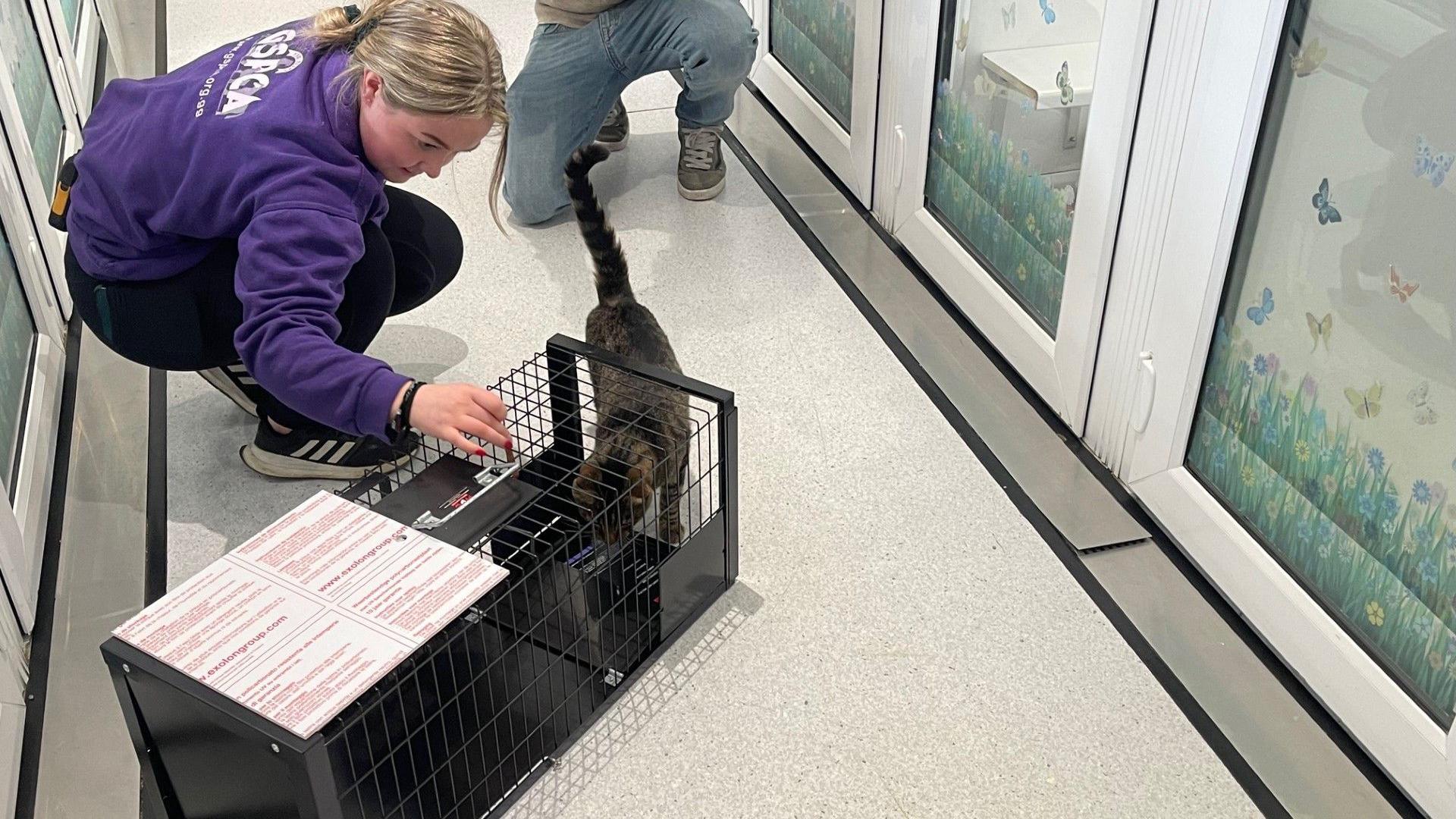 A woman next to a black metal cat trap. There is a dark coloured cat entering the cage. They are inside the rescue centre, and the woman is wearing a purple jumper.
