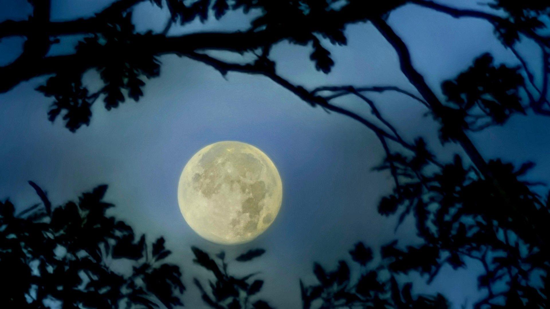 Full Moon seen in the gap between tree branches