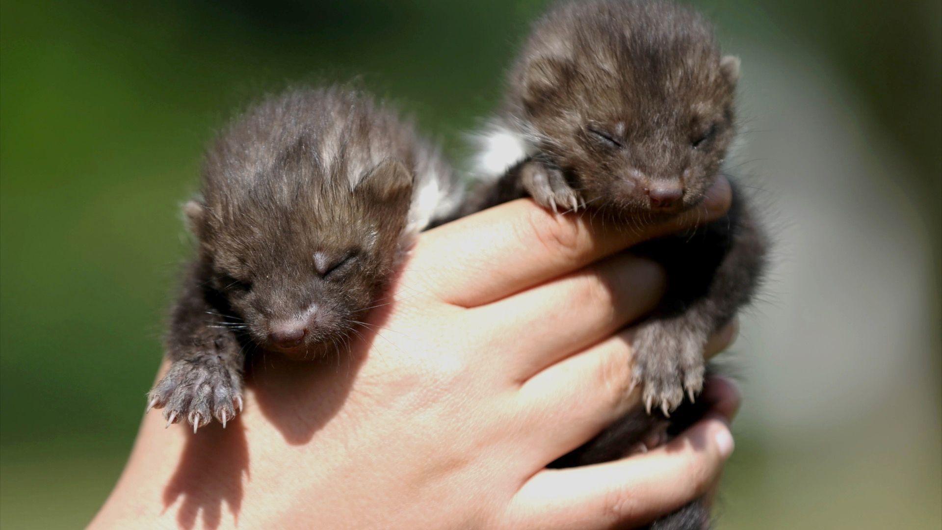 Two small pine martens in a human hand looking sleepy.