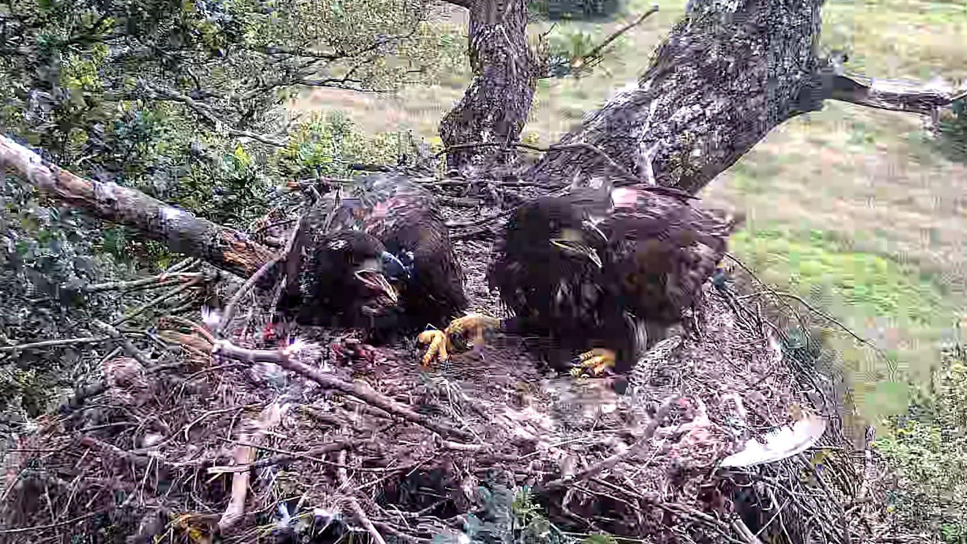 A CCTV image of two white-tailed eagles in a large nest in a tree.