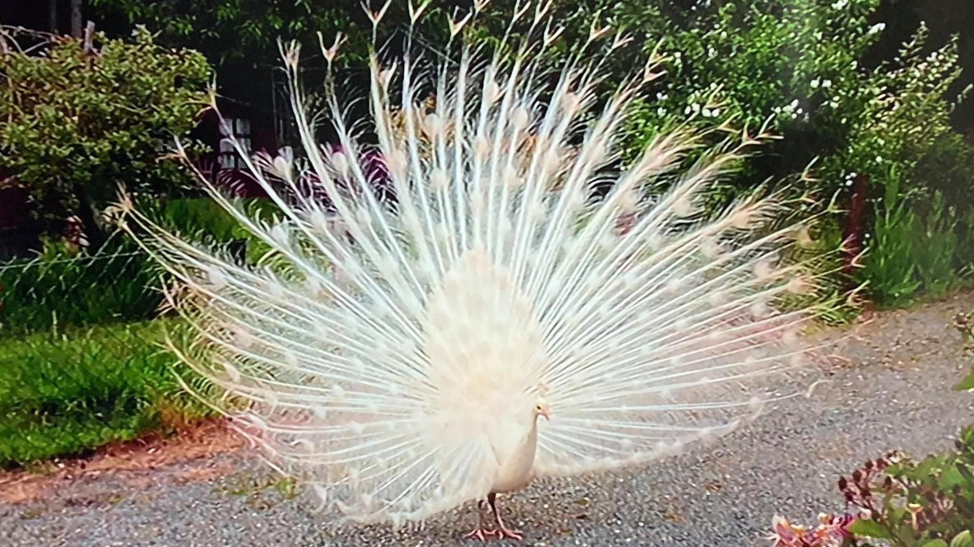 A white peacock with all its feathers spread wide