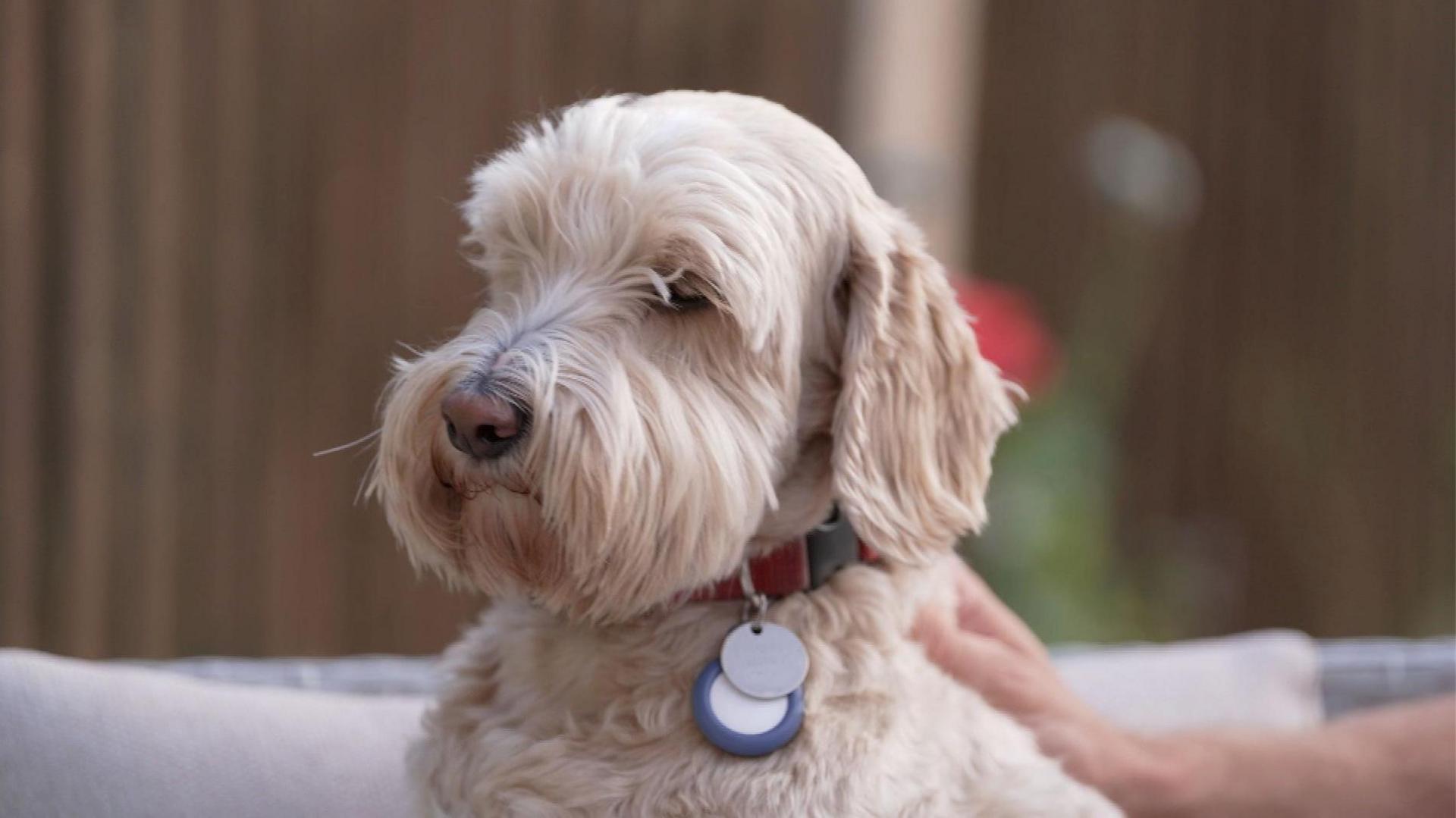 Ozzy, a dog with light fur wearing a brown collar