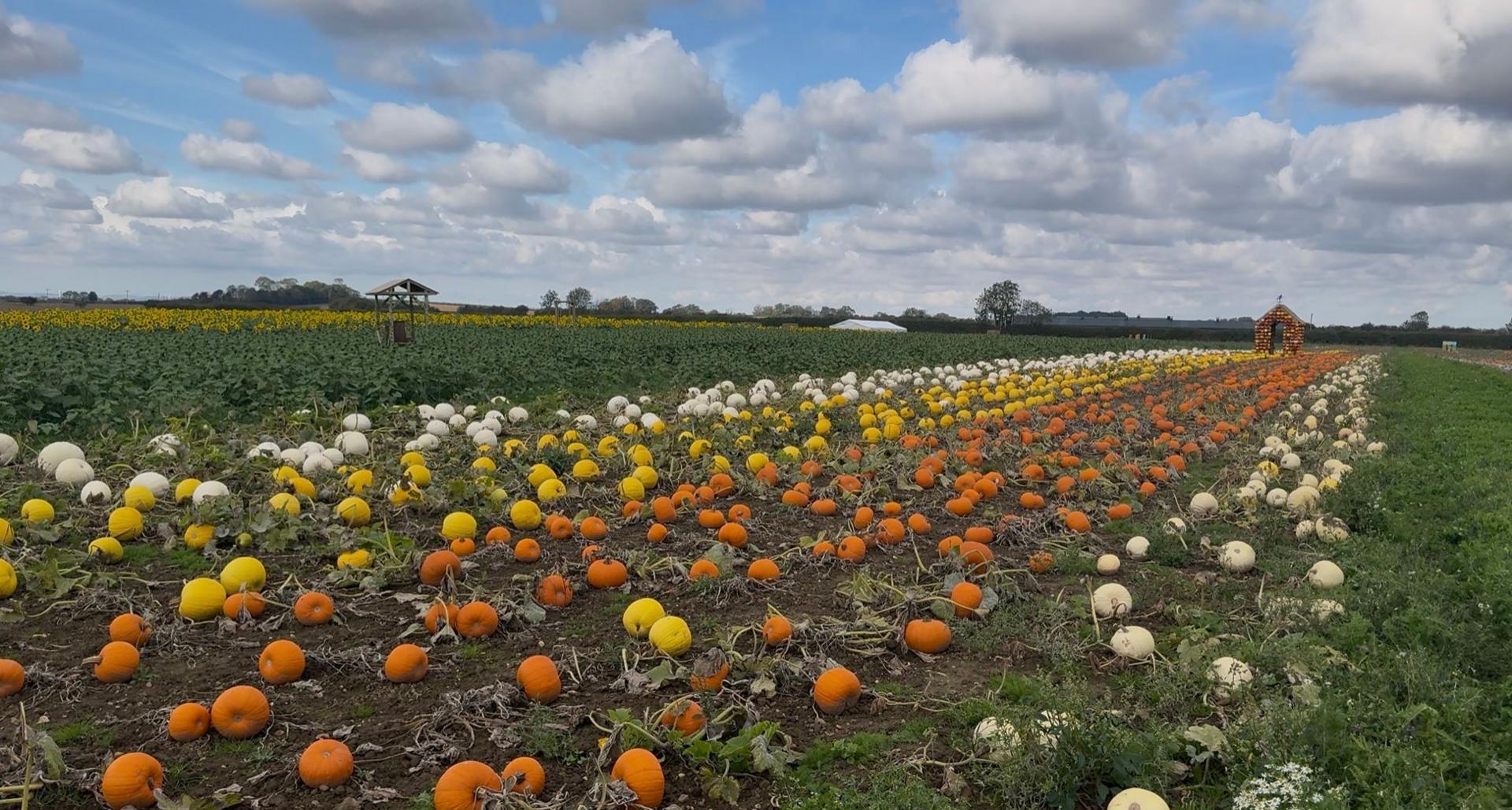 A field of crops and rows of white, yellow and orange pumpkins.