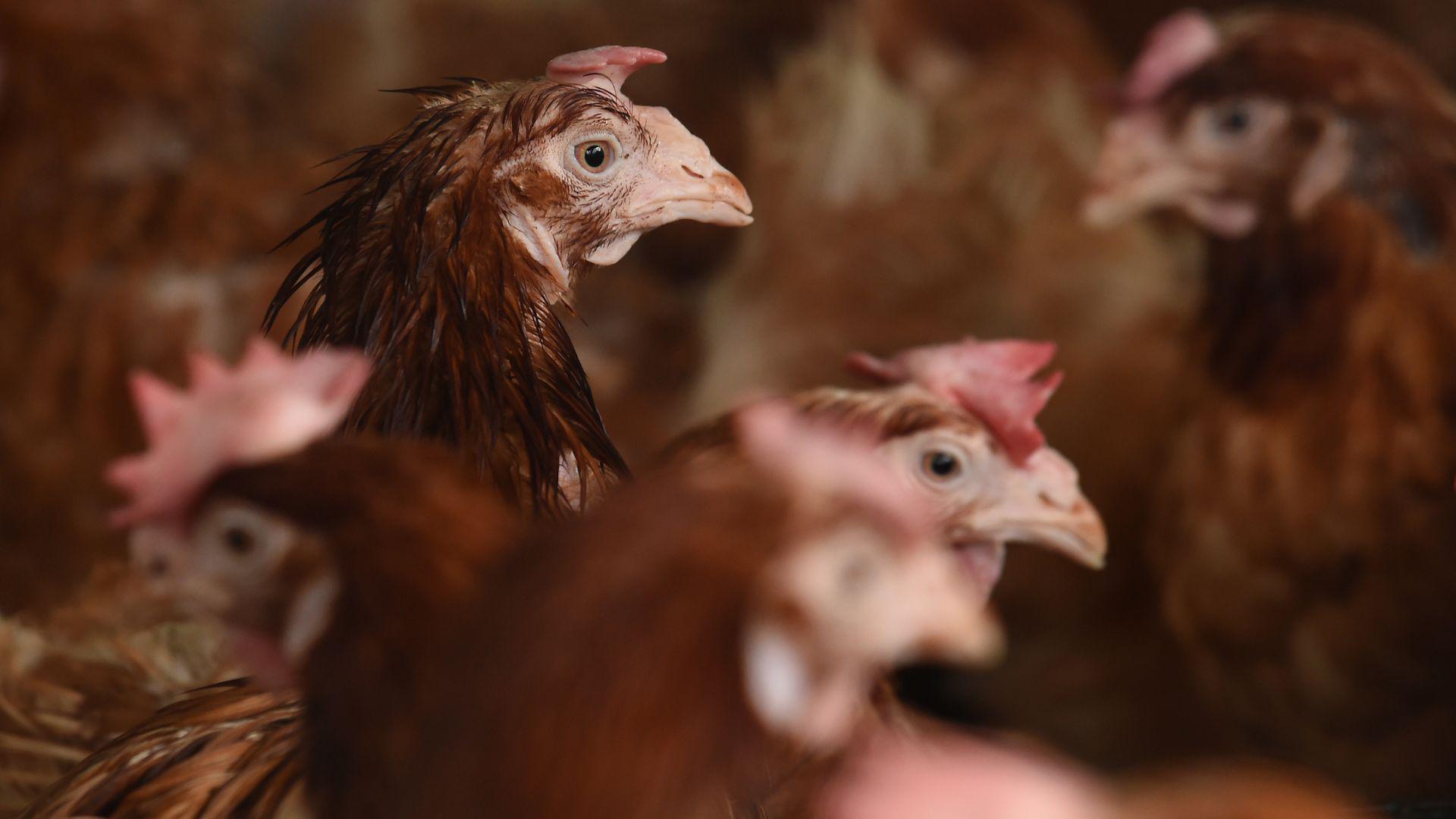 Several brown chickens