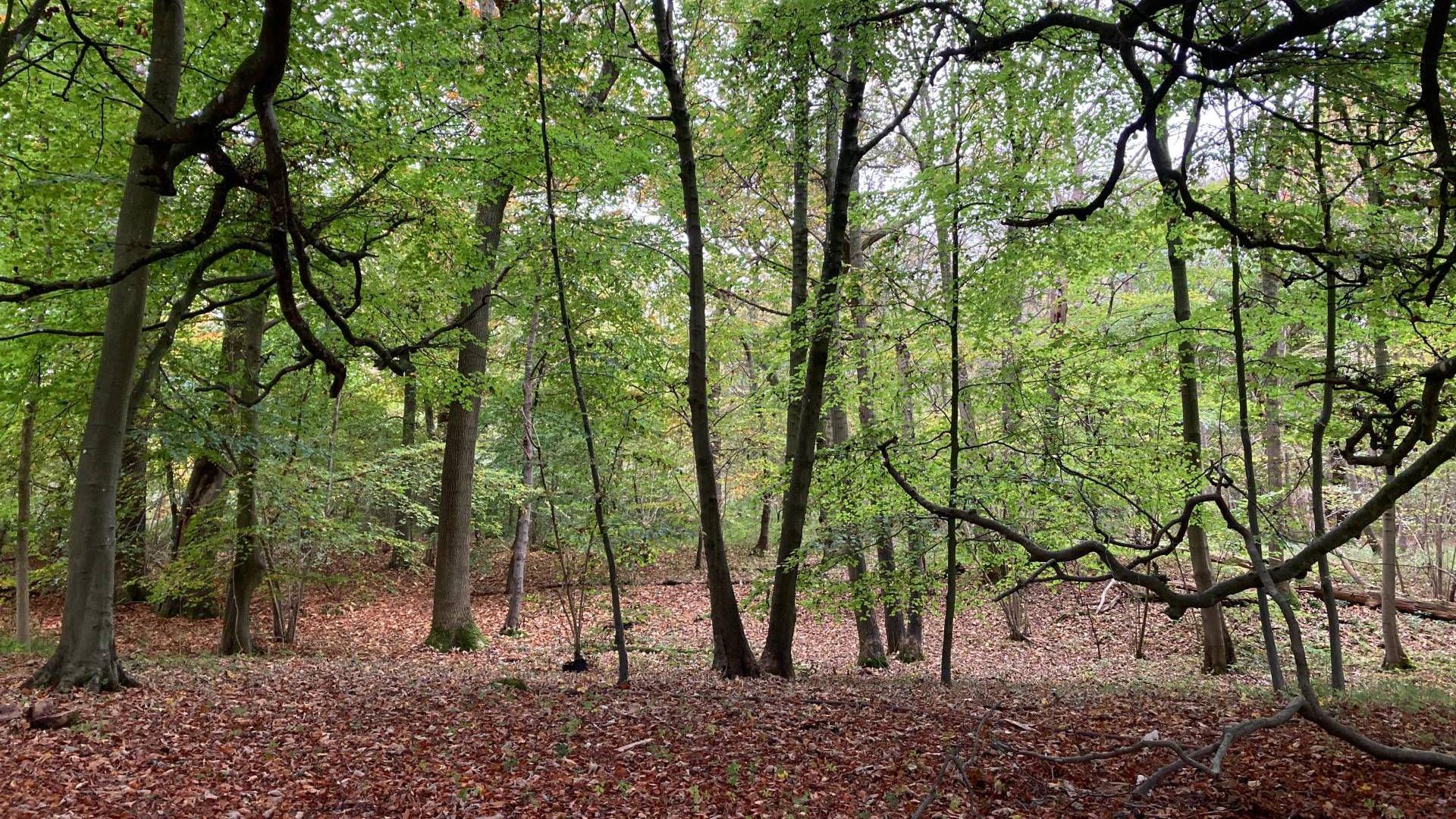 A mixture of well-spaced young and older trees in Wytham Woods. Many of the trees still bear greenery although the ground is covered in red-brown fallen leaves.