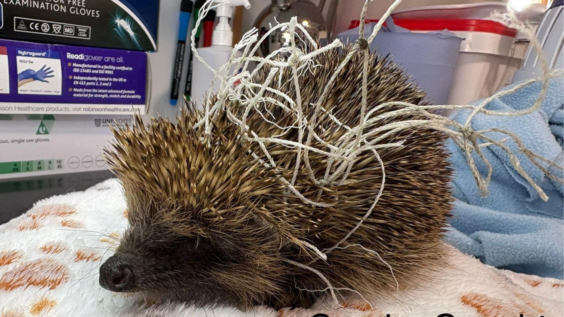 Gracie the hedgehog has bits of football net stuck in her spines