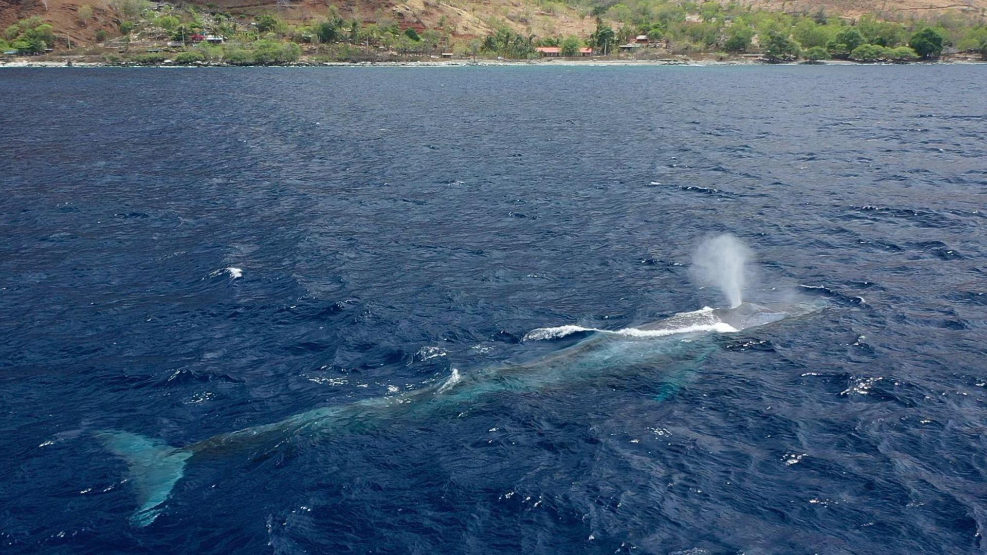 Pygmy blue whale spouting