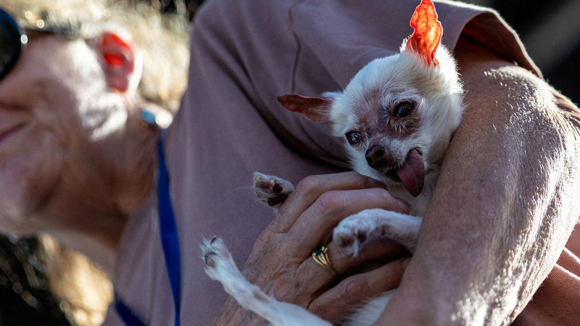 Nezumi is a small dog with white fur. Their face is darker in the centre of their face. Their tongue is also lolling out its mouth as it is held by their owner.