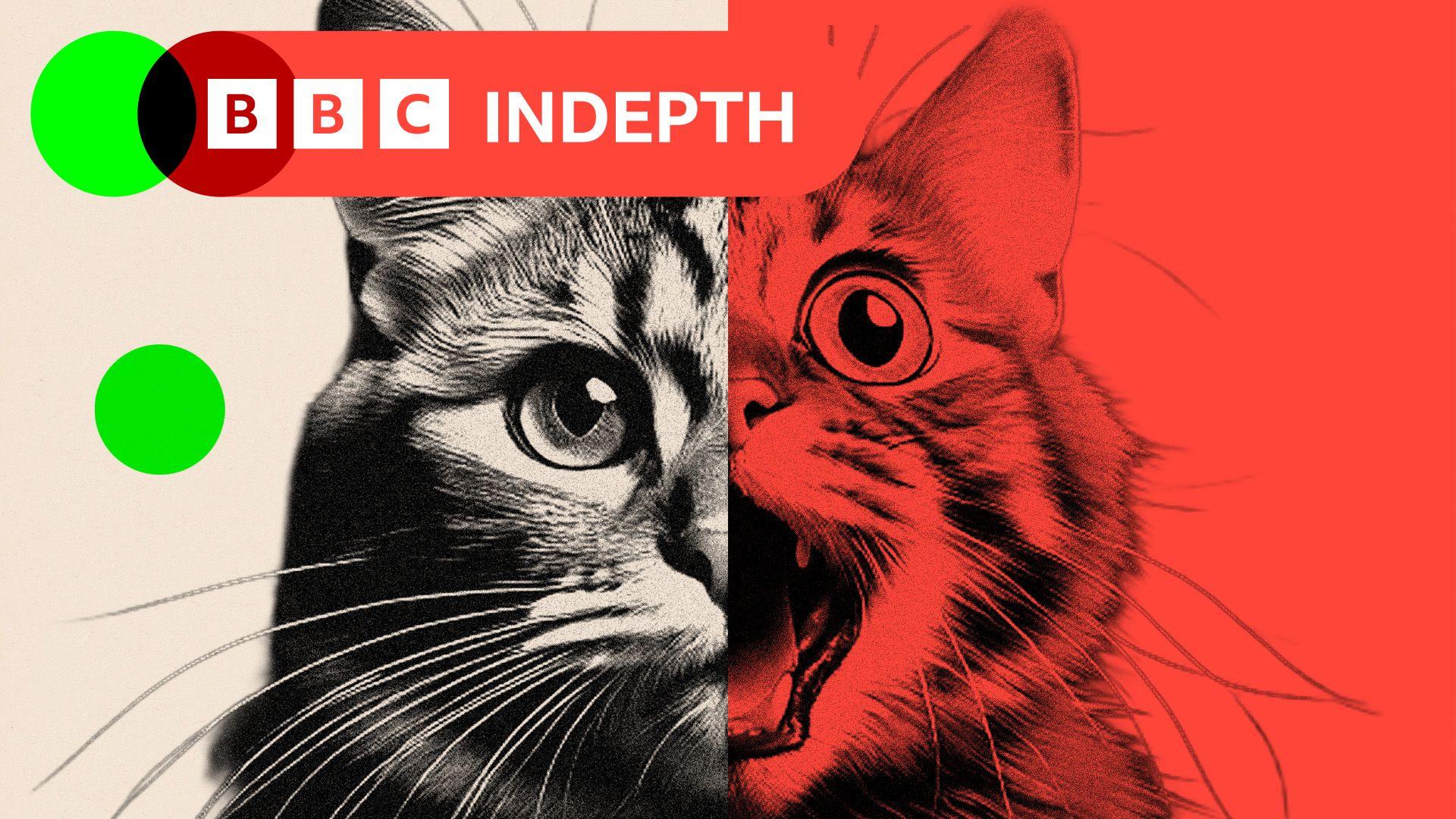 A treated image of a cat. Half is real, half is AI-generated.