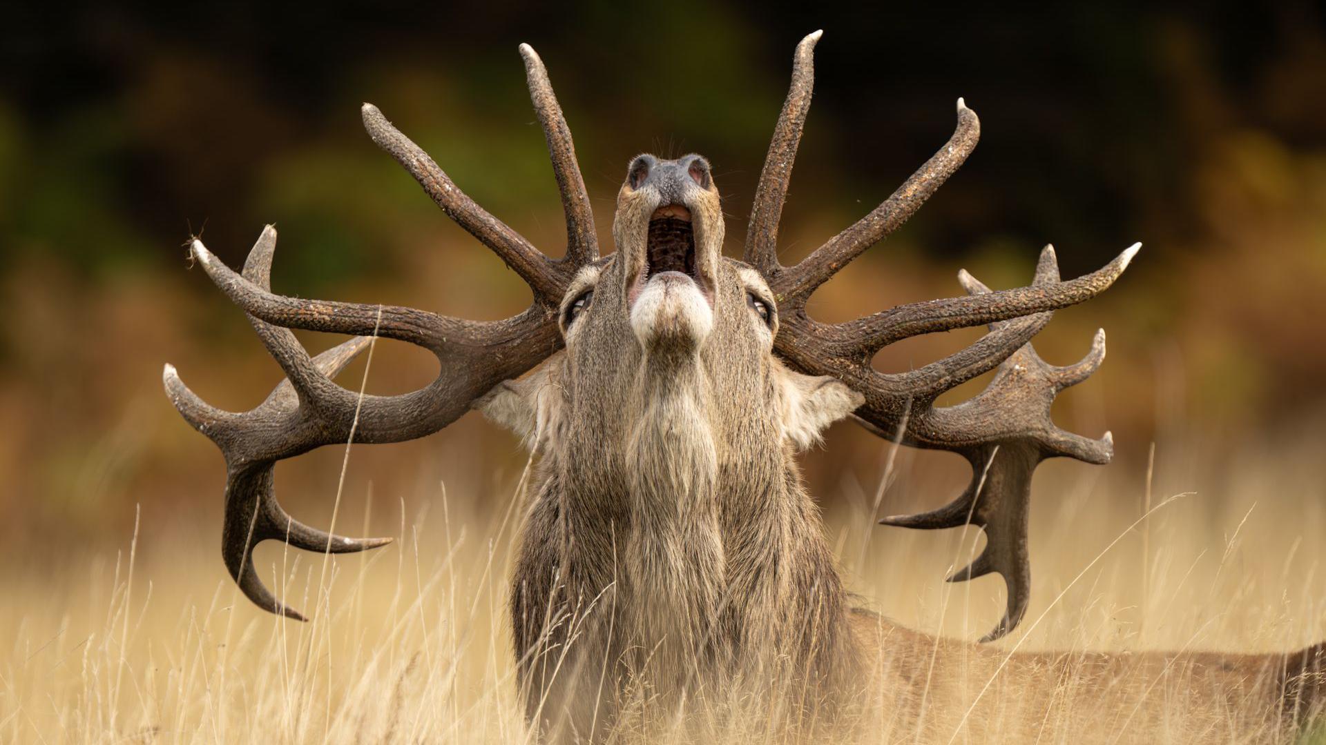 Photograph of a red deer stag lifting its head up from the grass. The background is blurred but the stag has its mouth open, and it has 16 spikes on its antlers.