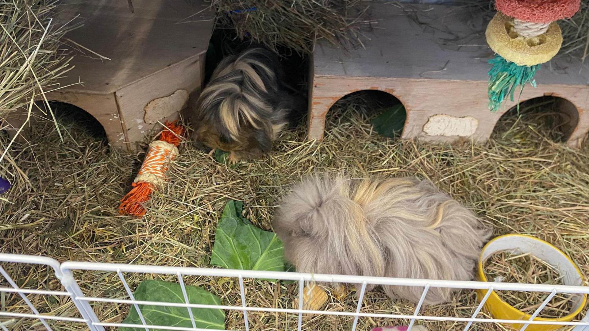Two long-haired guinea pigs in a cage filled with hay. One guinea pig is inside a wooden hideout, while the other is outside near a green leafy vegetable. The enclosure also contains a chew toy and a yellow plastic ring.