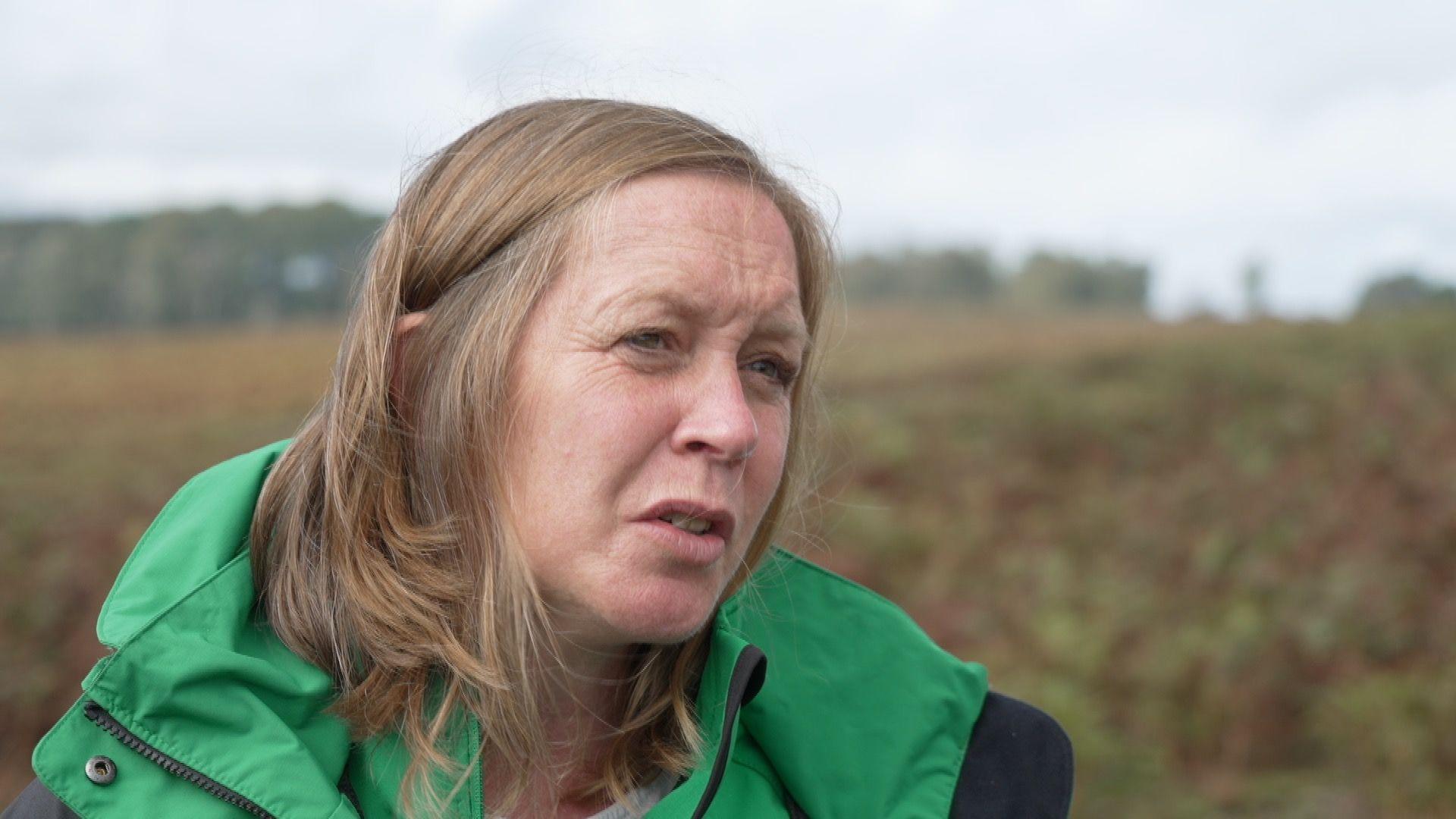 A woman wearing a green jacket stands in the middle of new restored lowland heathland